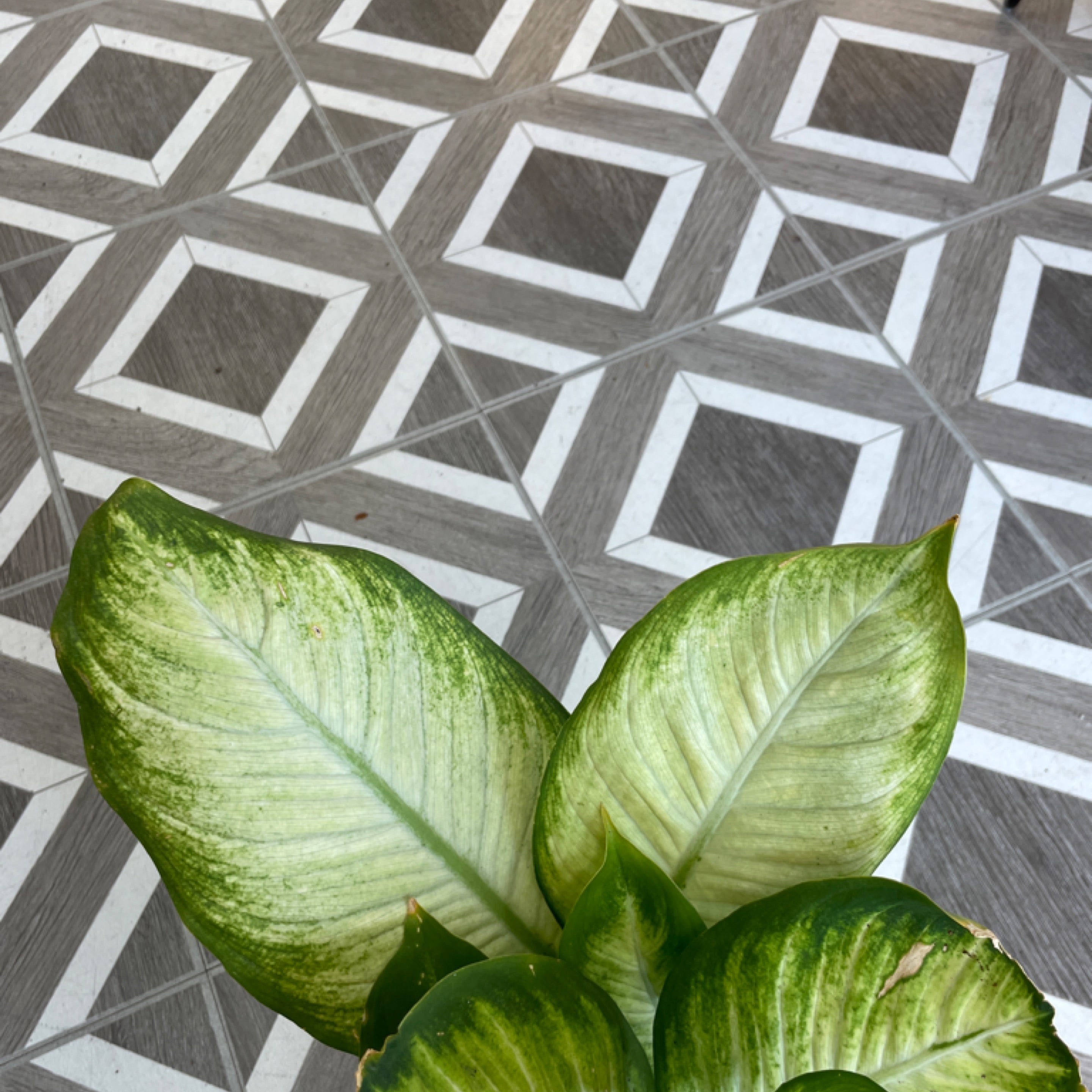 Dieffenbachia 'Tropic Marianne'