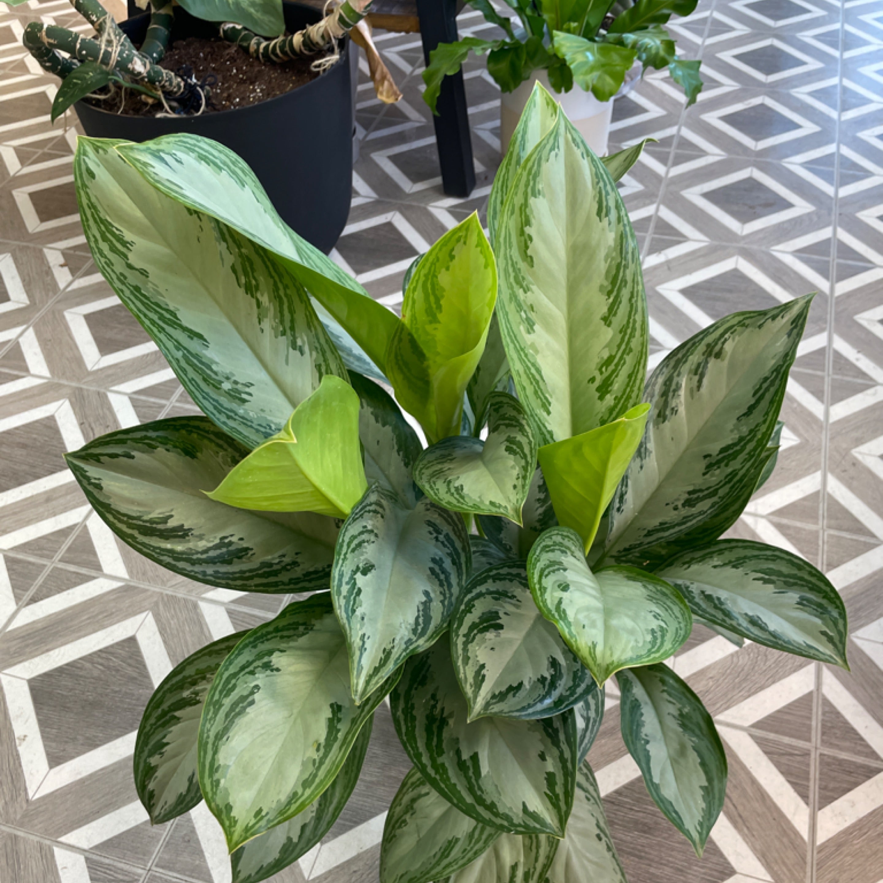 Aglaonema 'Silver Bay'