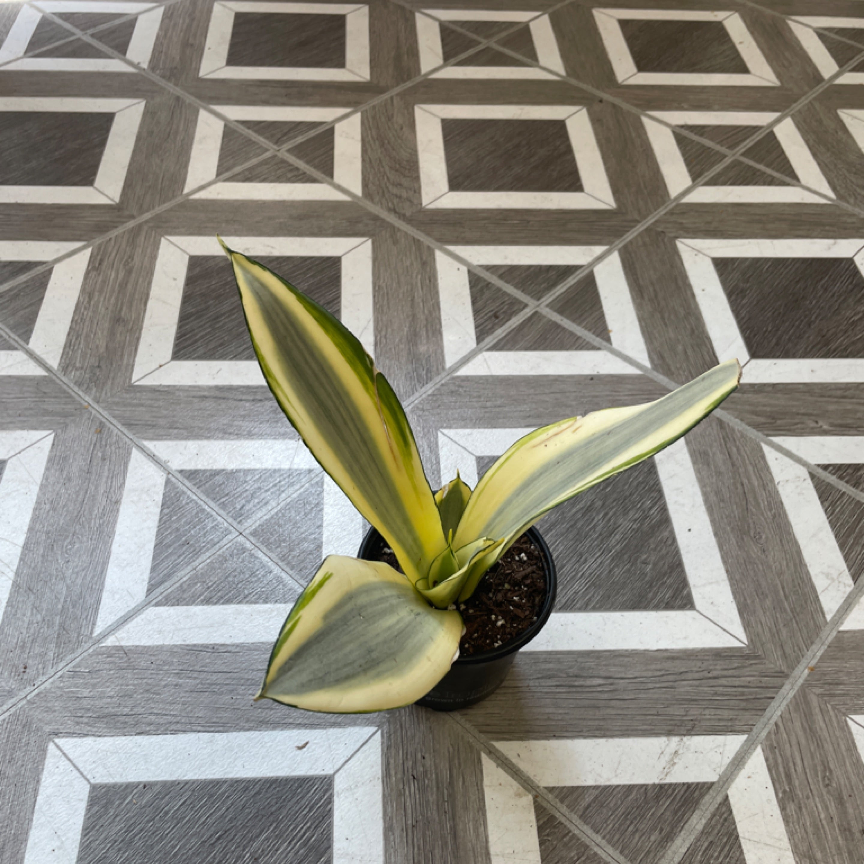 Sansevieria trifasciata 'Ghost'