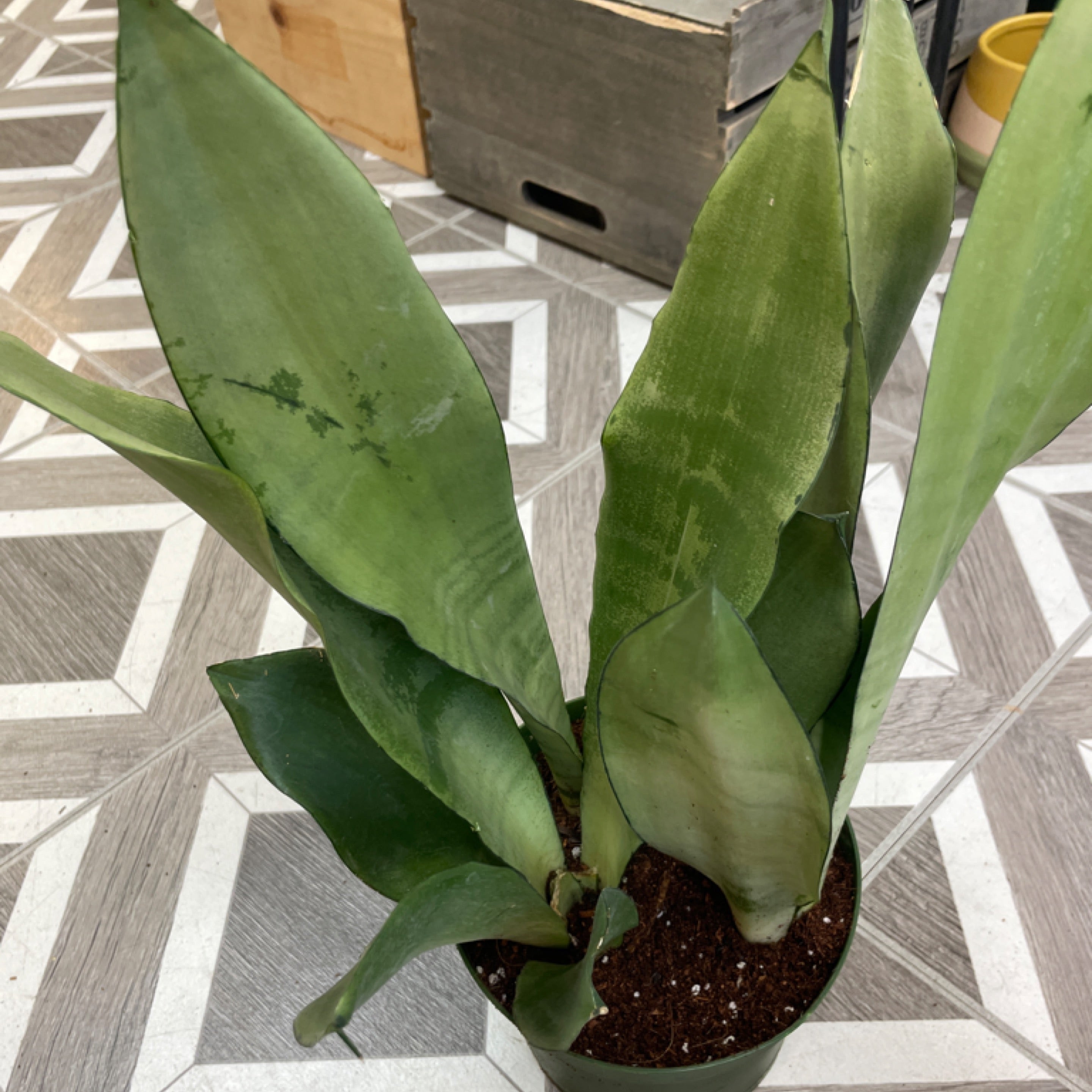 Dracaena 'Moonshine'