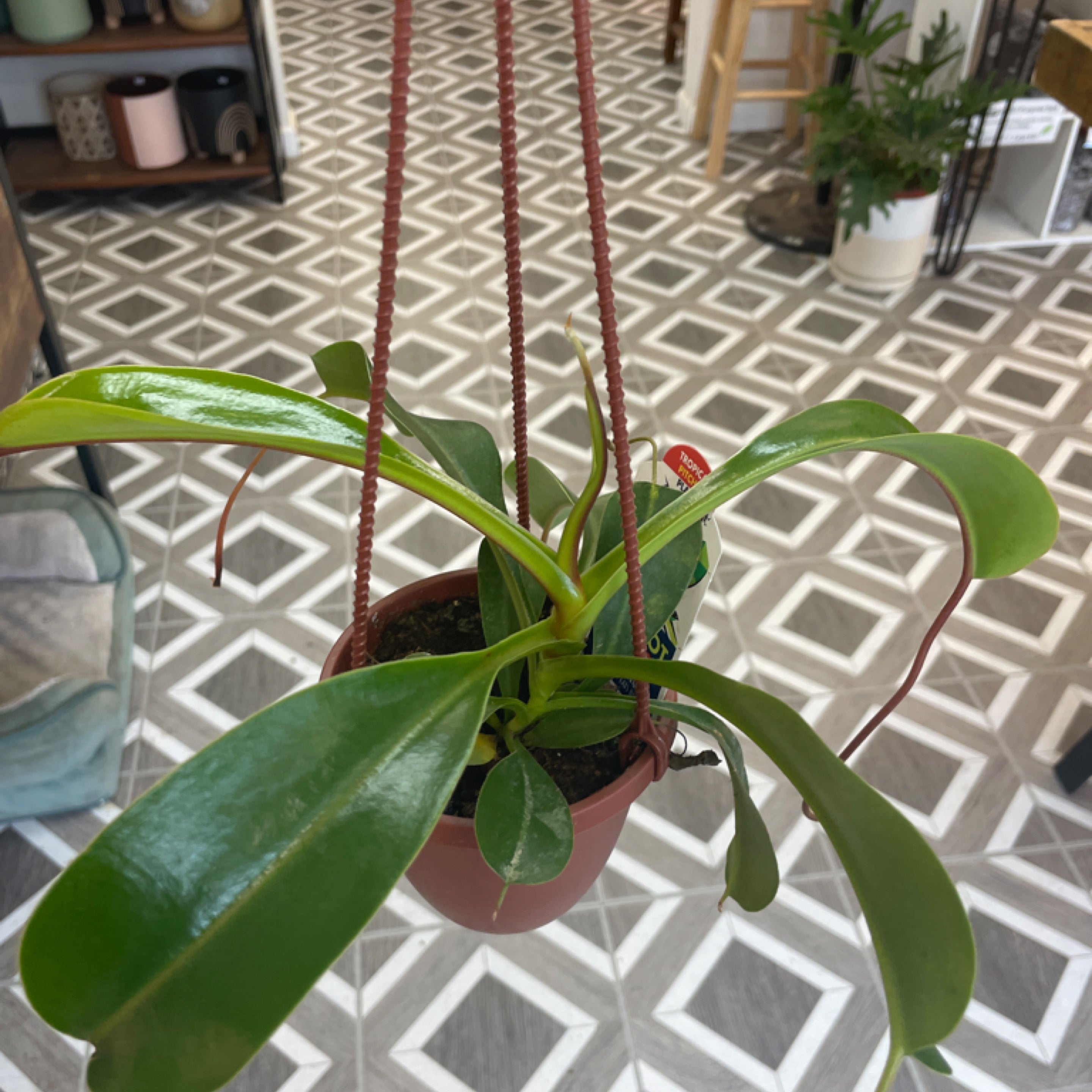 Nepenthes Assorted