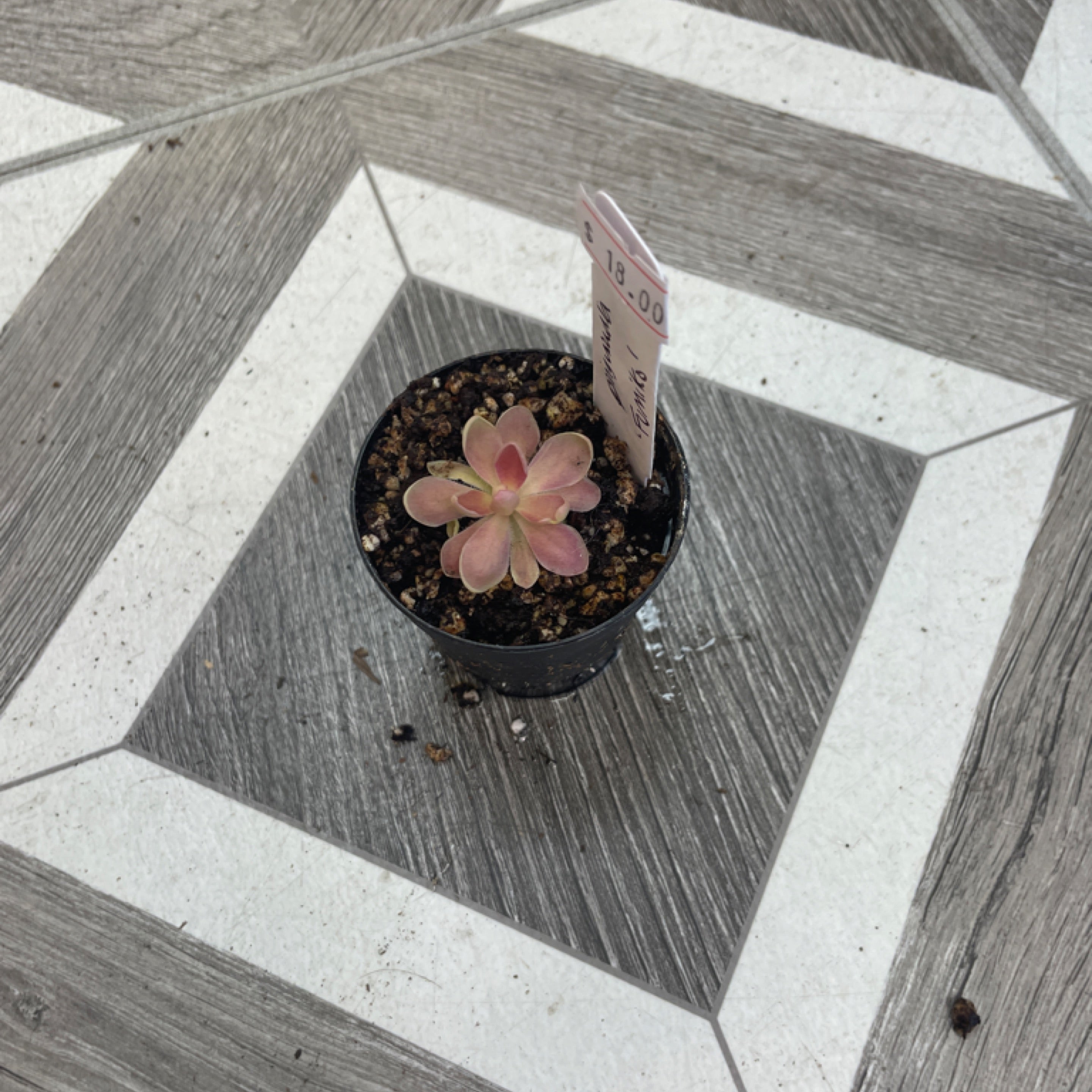 Pinguicula ‘Fumiko’