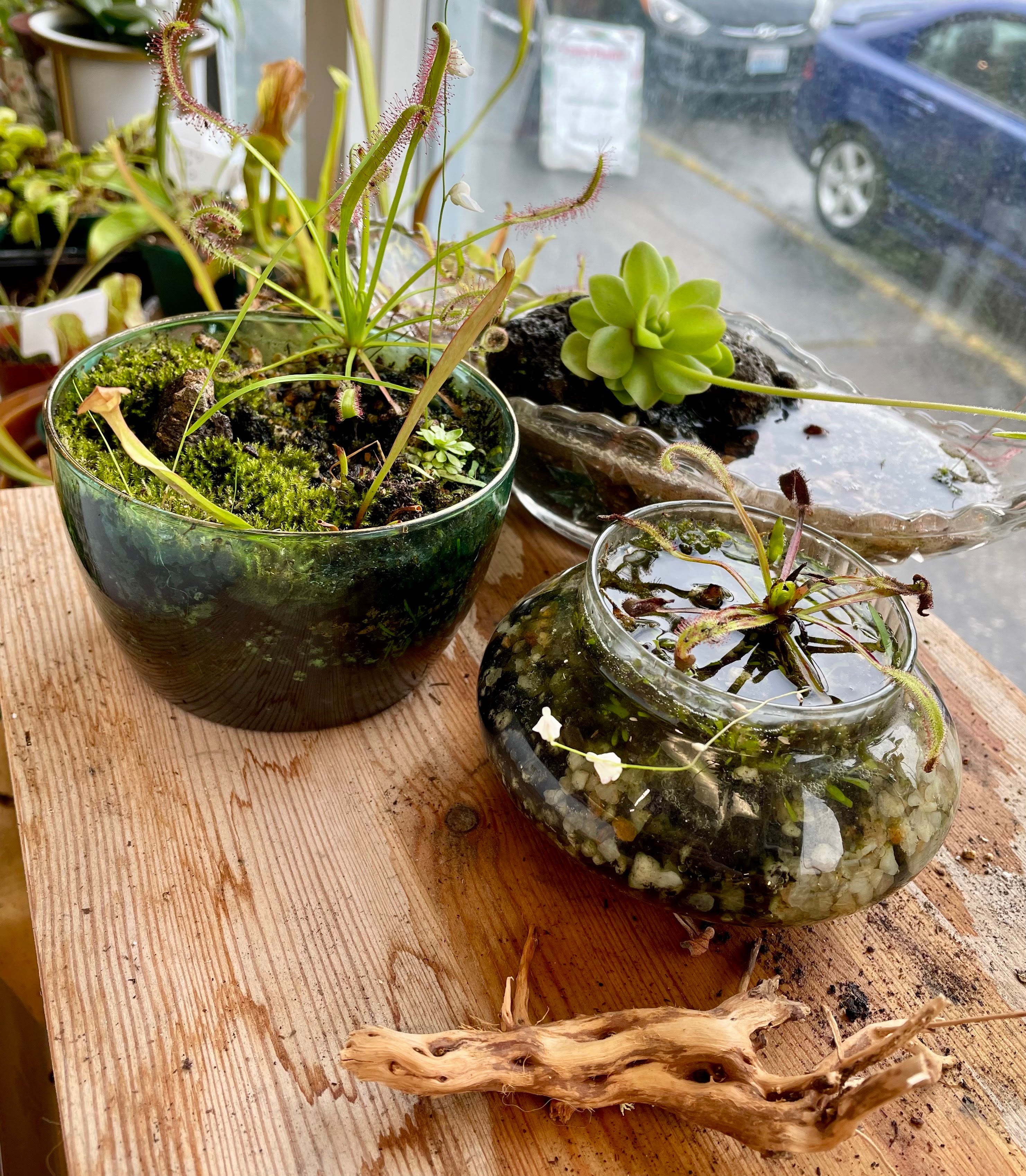 Carnivorous Bog