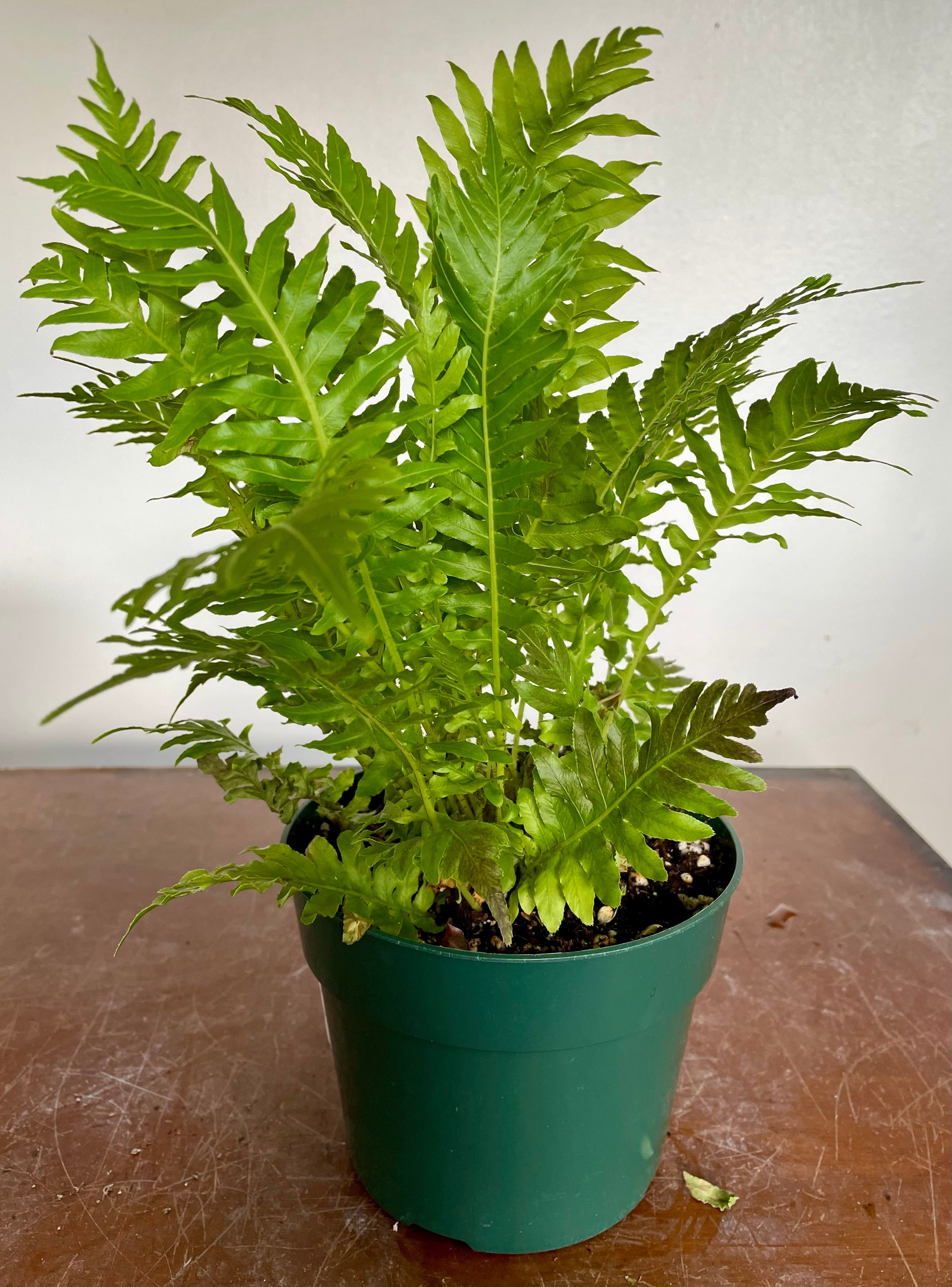 Blechnum gibbum 'Silver Lady Fern'