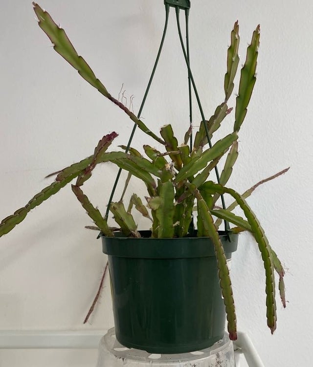 Succulents and Cacti | Fancy Plants Seattle