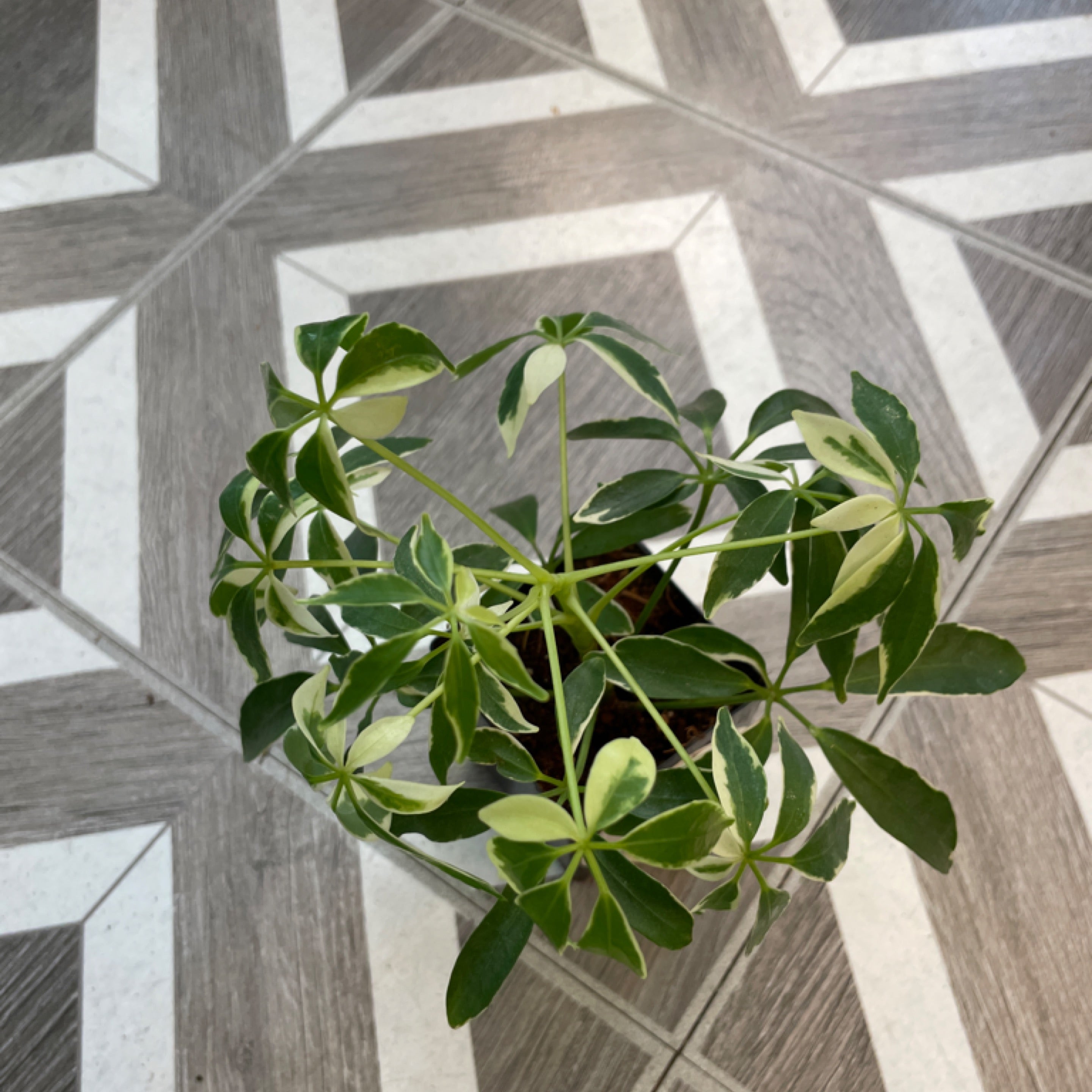 Schefflera arboricola 'Janine Variegata'