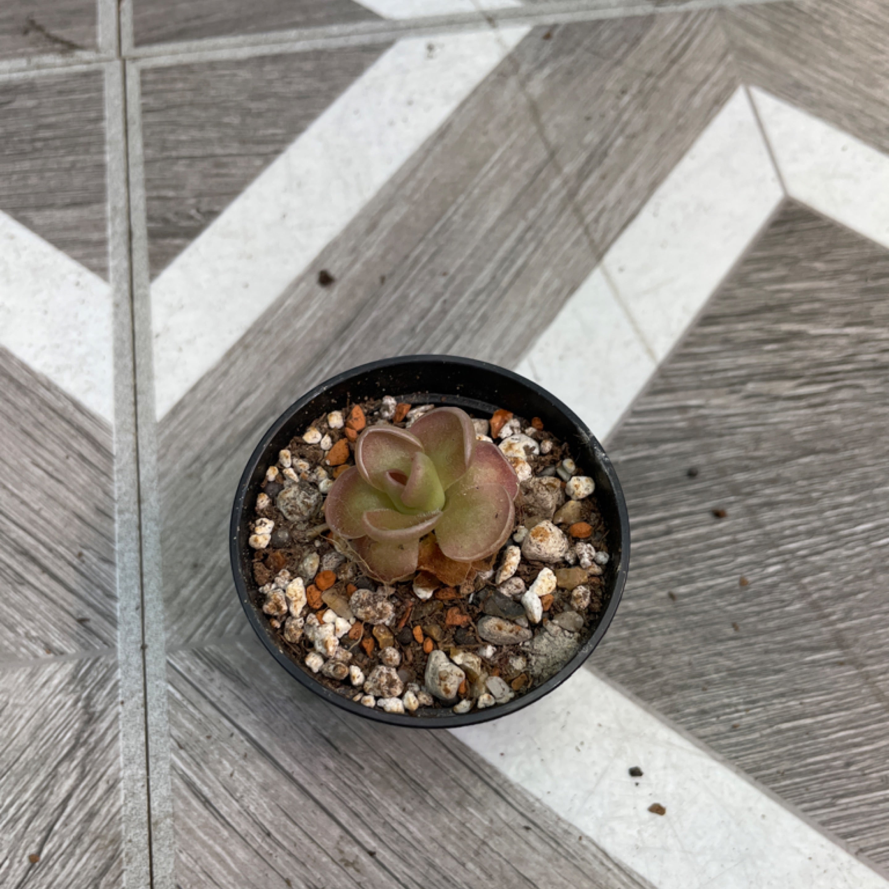 Pinguicula moranensis