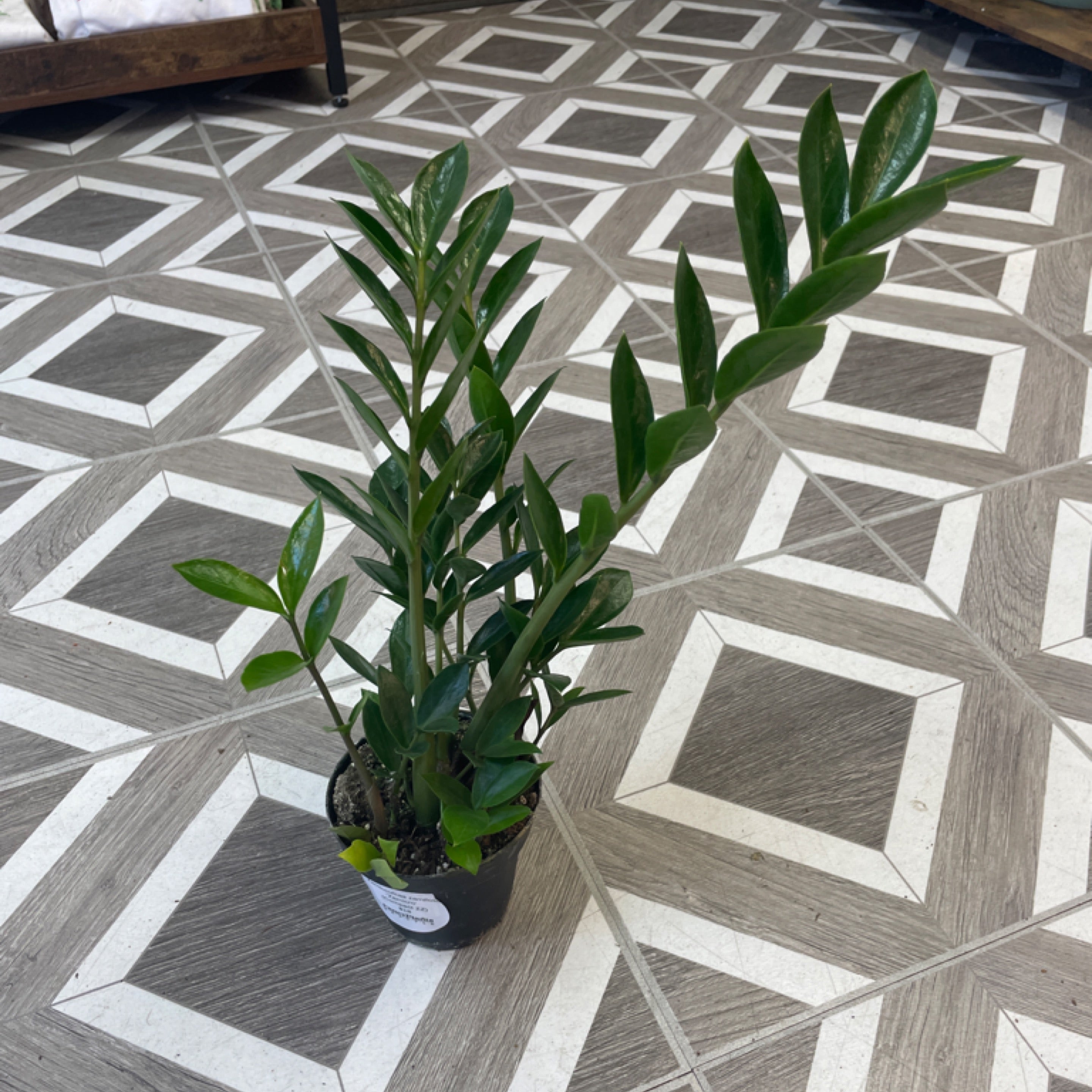 Zamioculcas zamiifolia 'Zamicro' Compact ZZ Plant