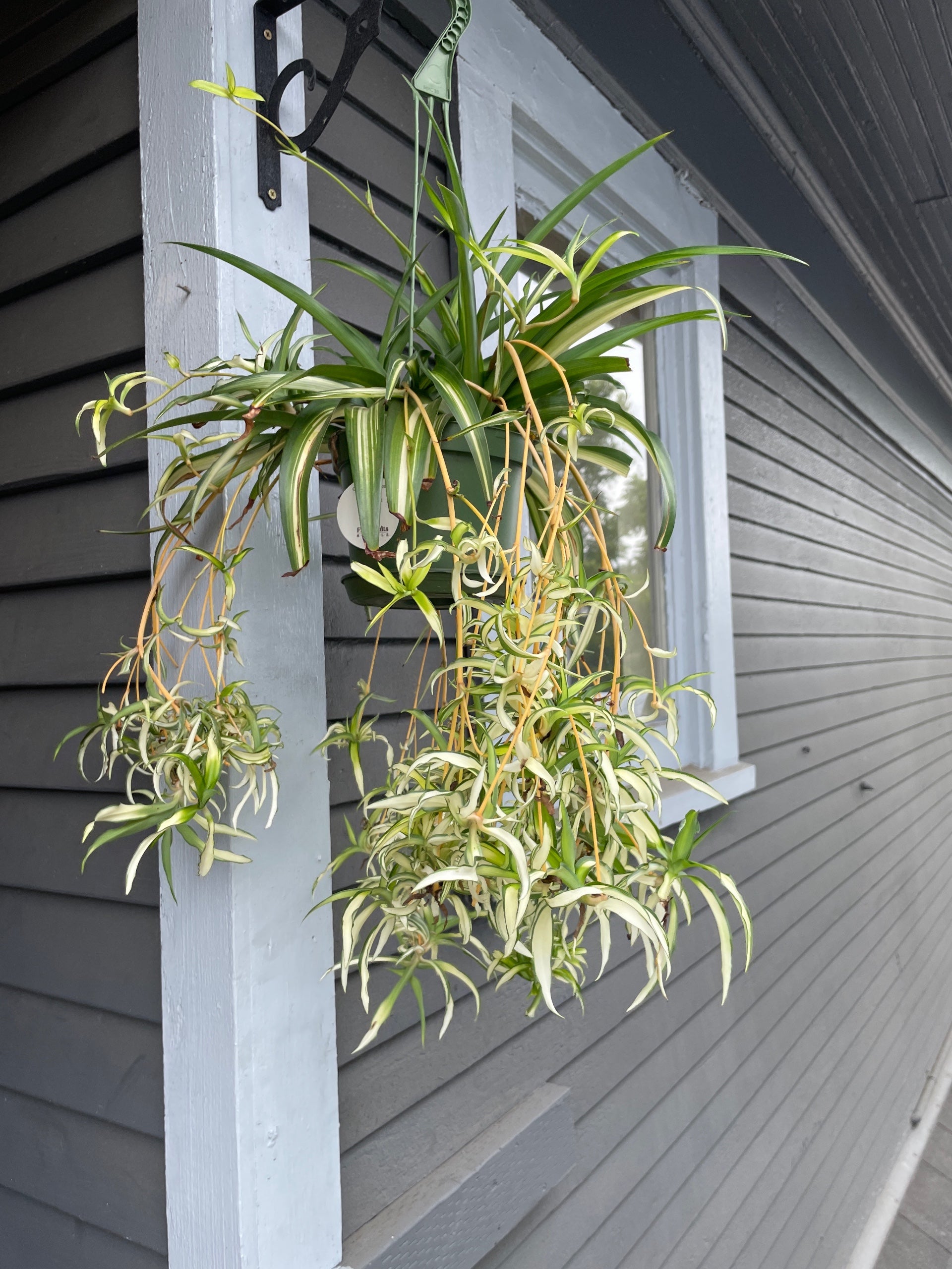 Chlorophytum comosum 'Hawaiian'