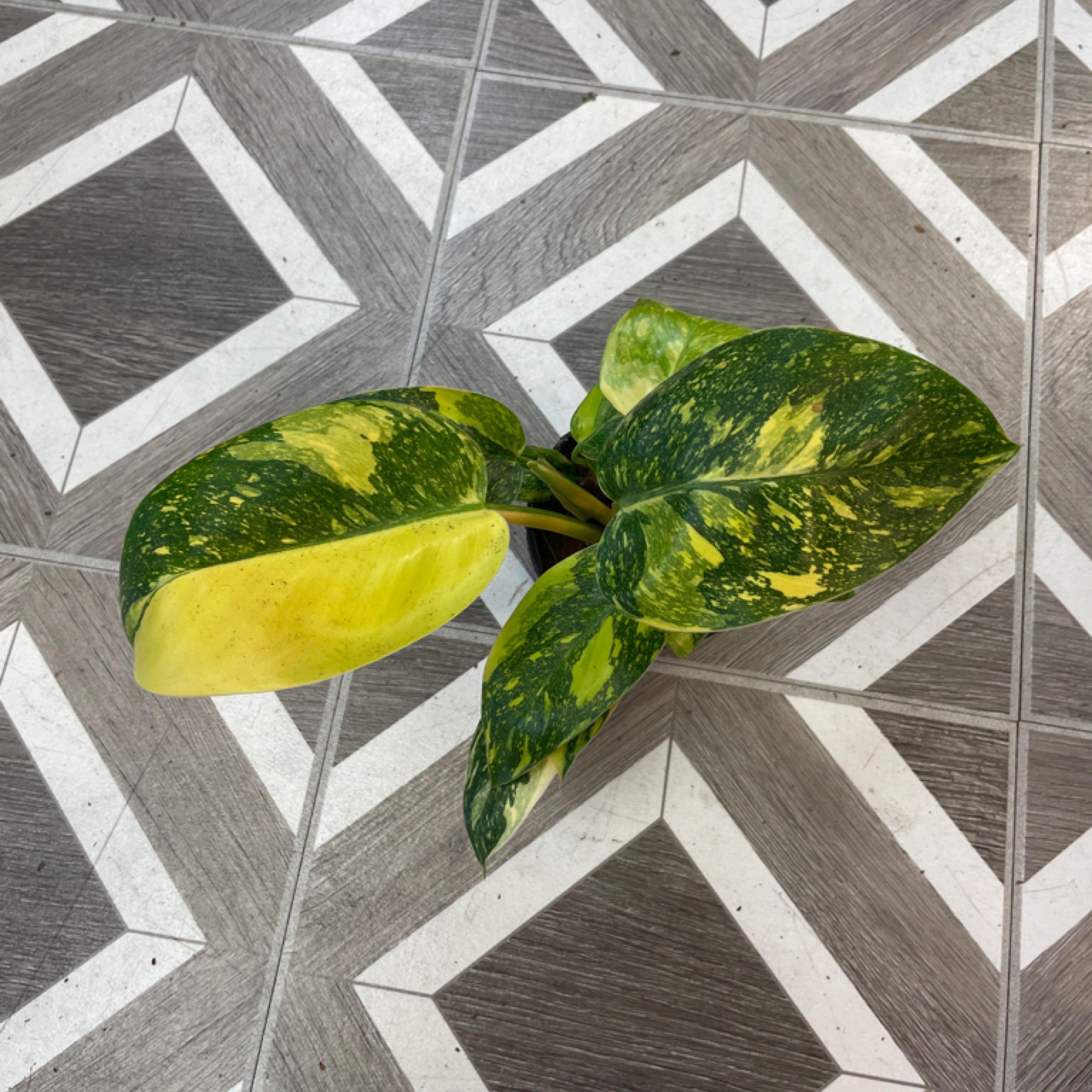 Philodendron 'Congo Green' Marble Variegated