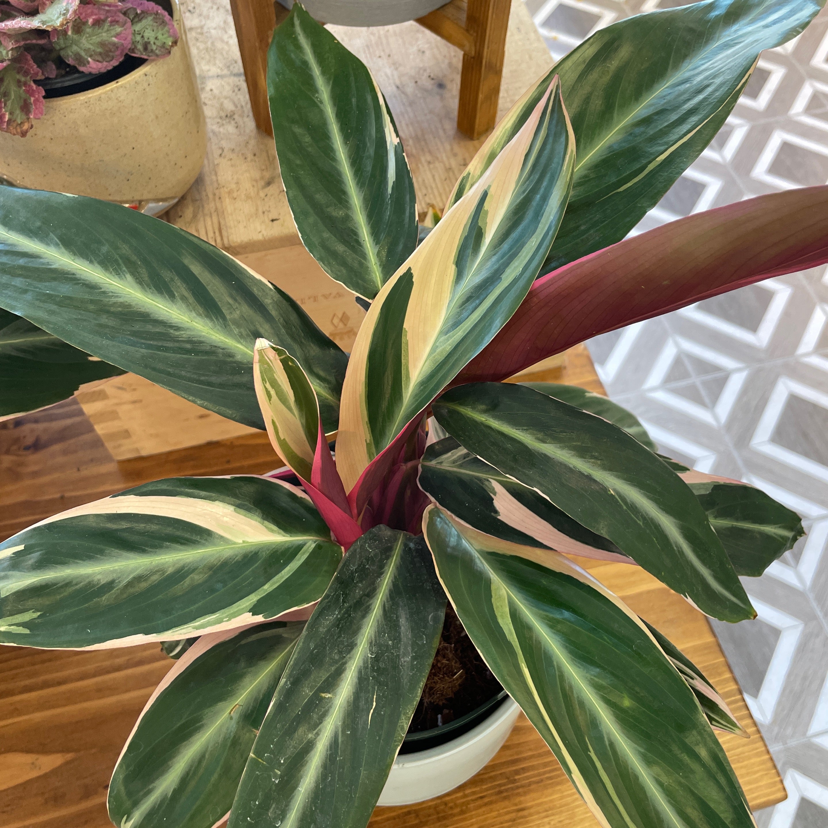 Stromanthe sanguinea 'Triostar'