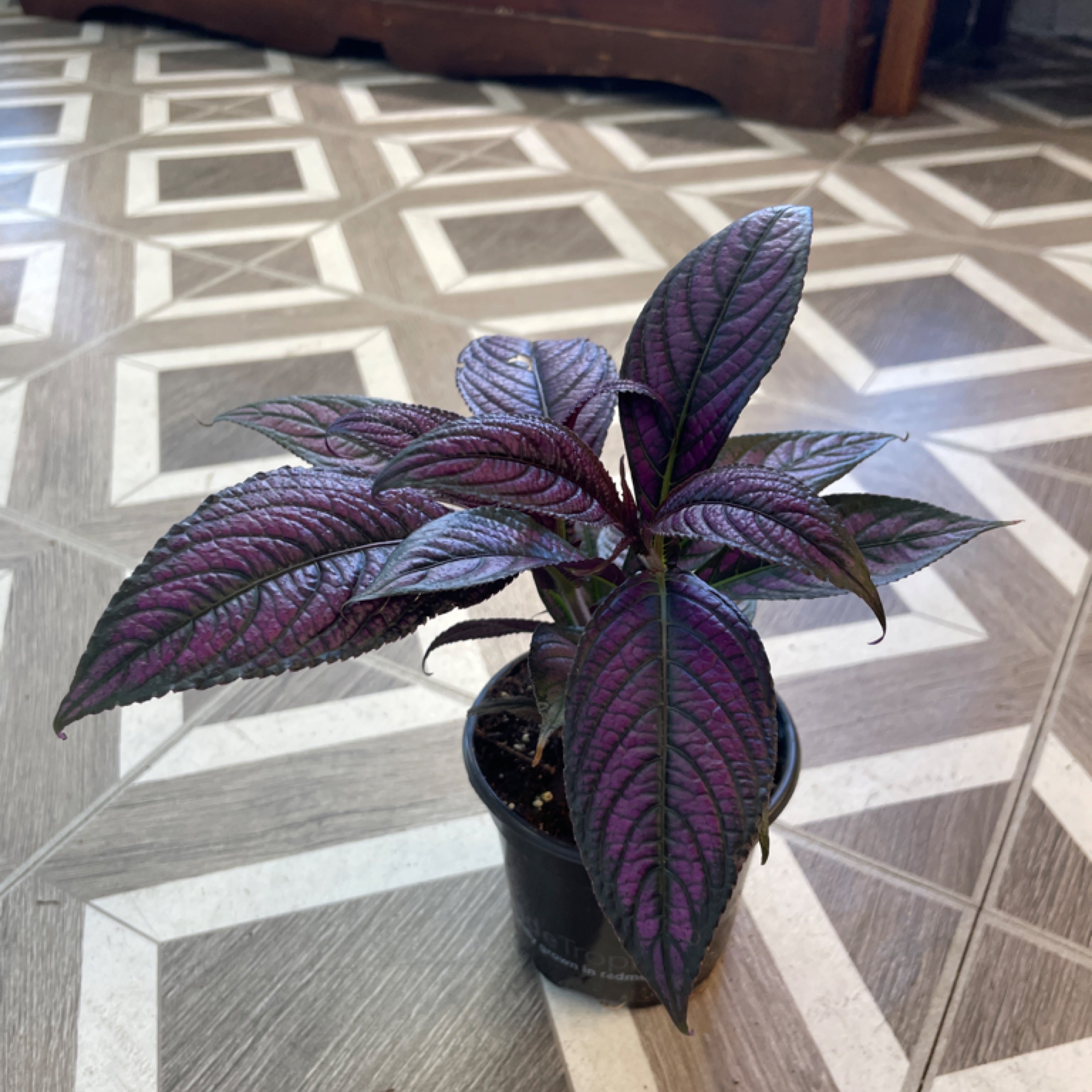 Strobilanthes dyeriamus 'Persian Shield'