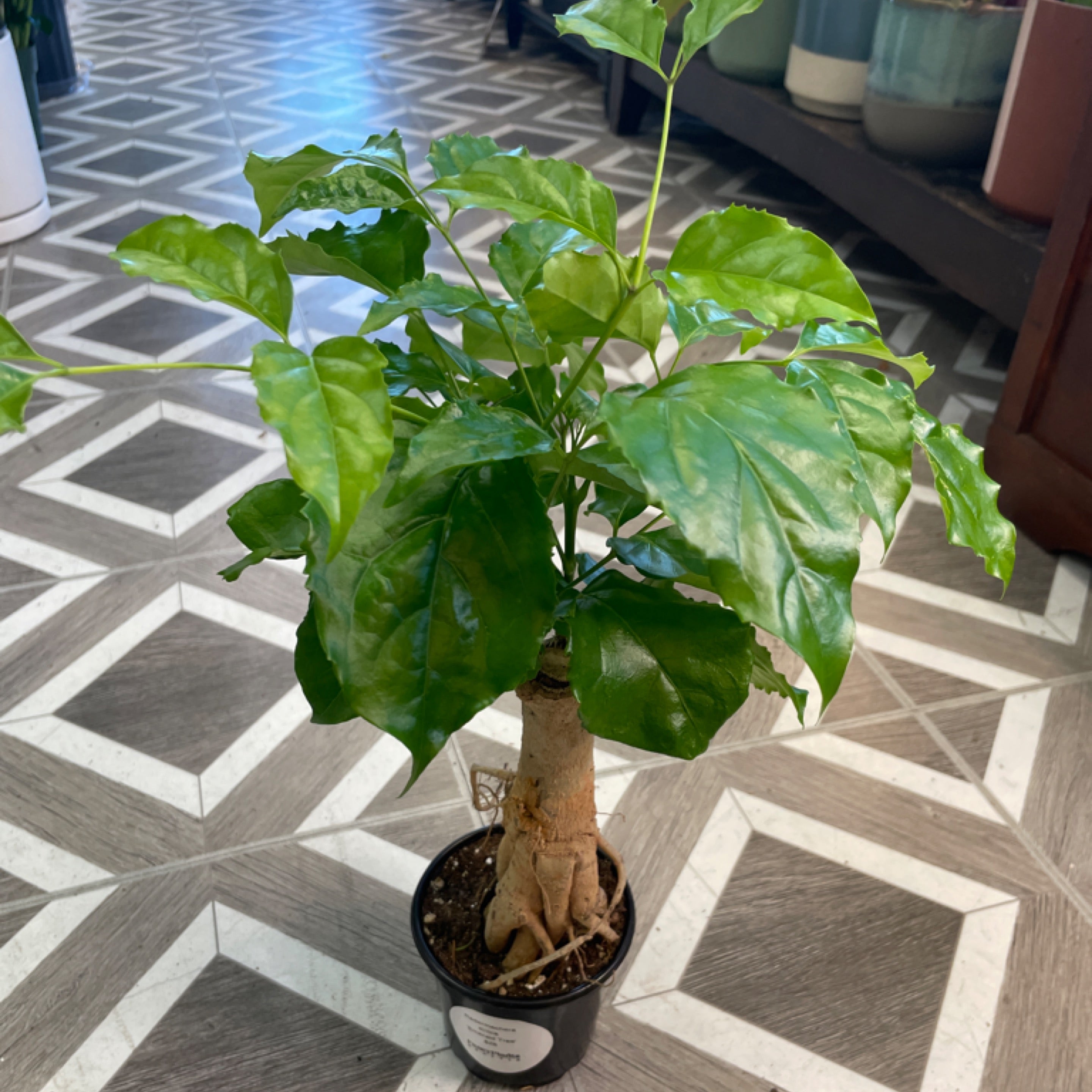 Radermachera sinica 'Emerald Tree'