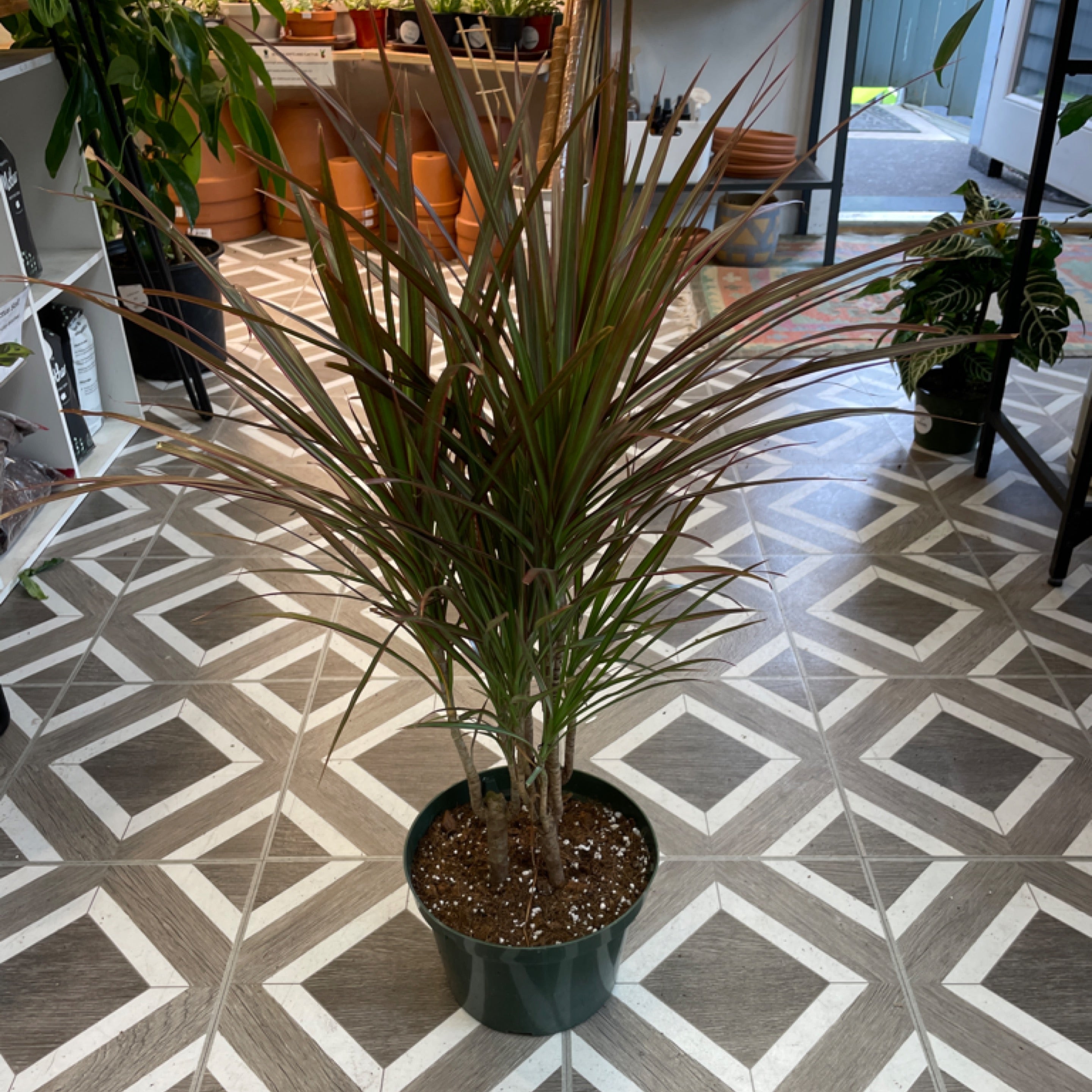 Dracaena marginata 'Red Princess'