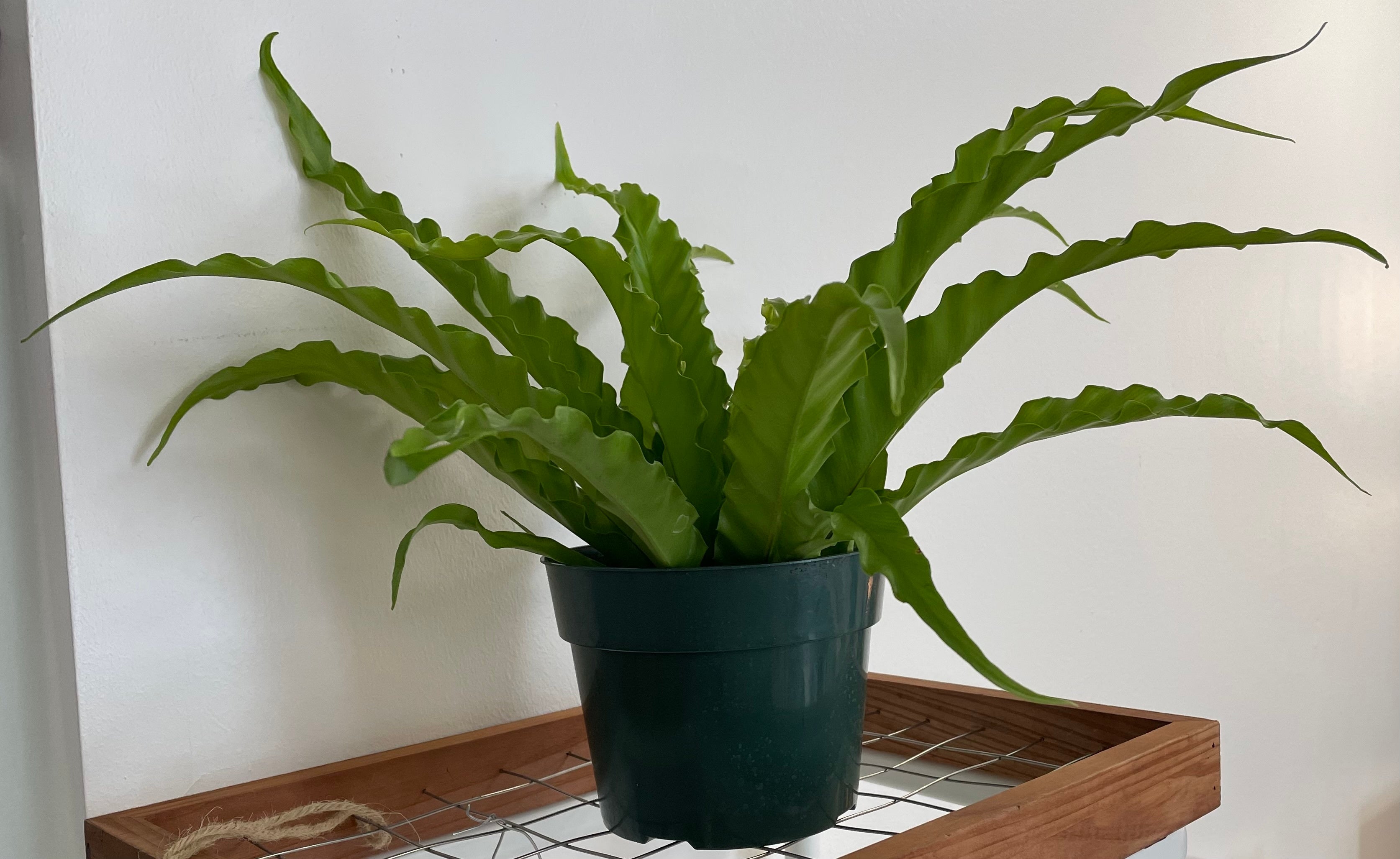Asplenium antiquum 'Victoria' Bird's Nest Fern
