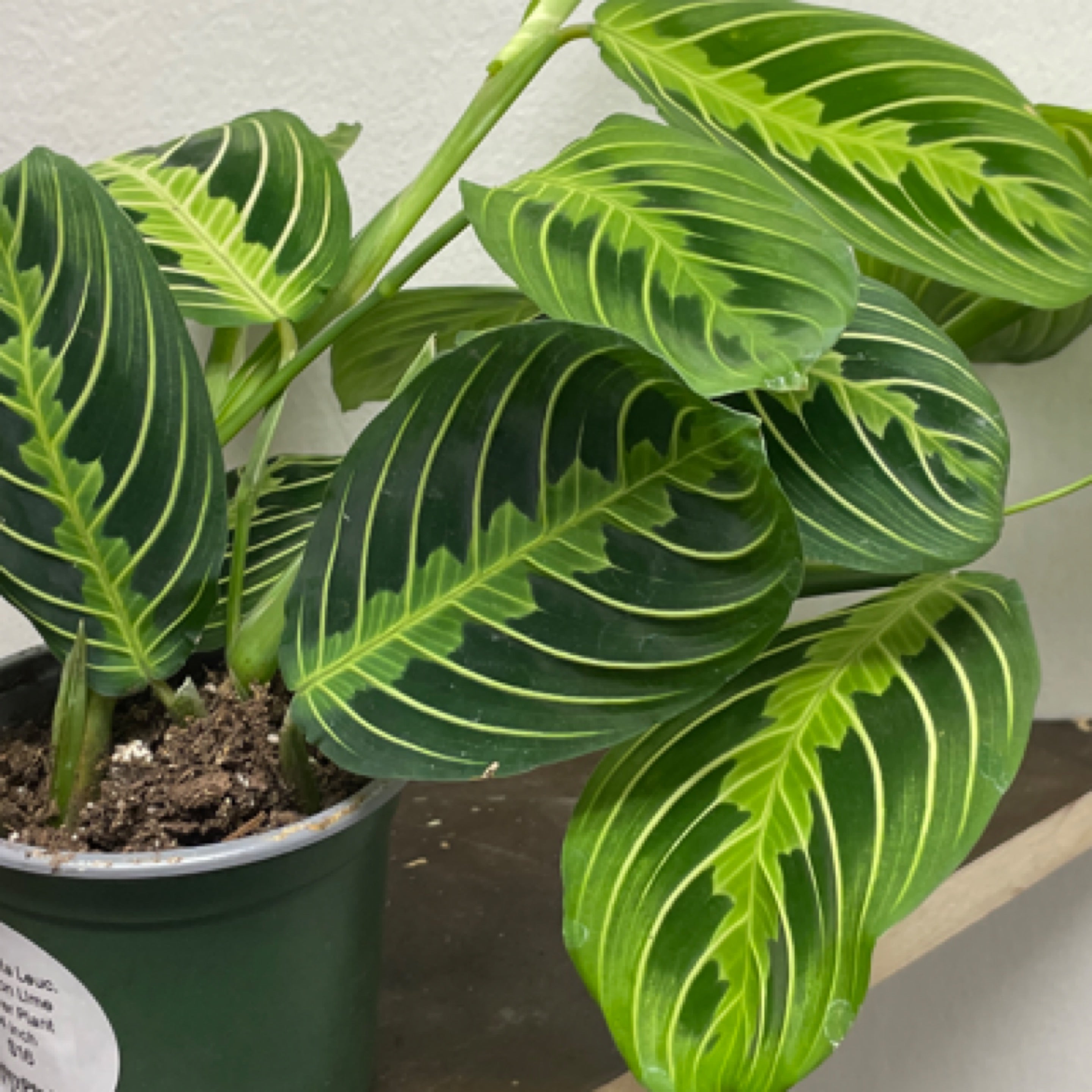 Maranta Leuconeura 'Lemon Lime'