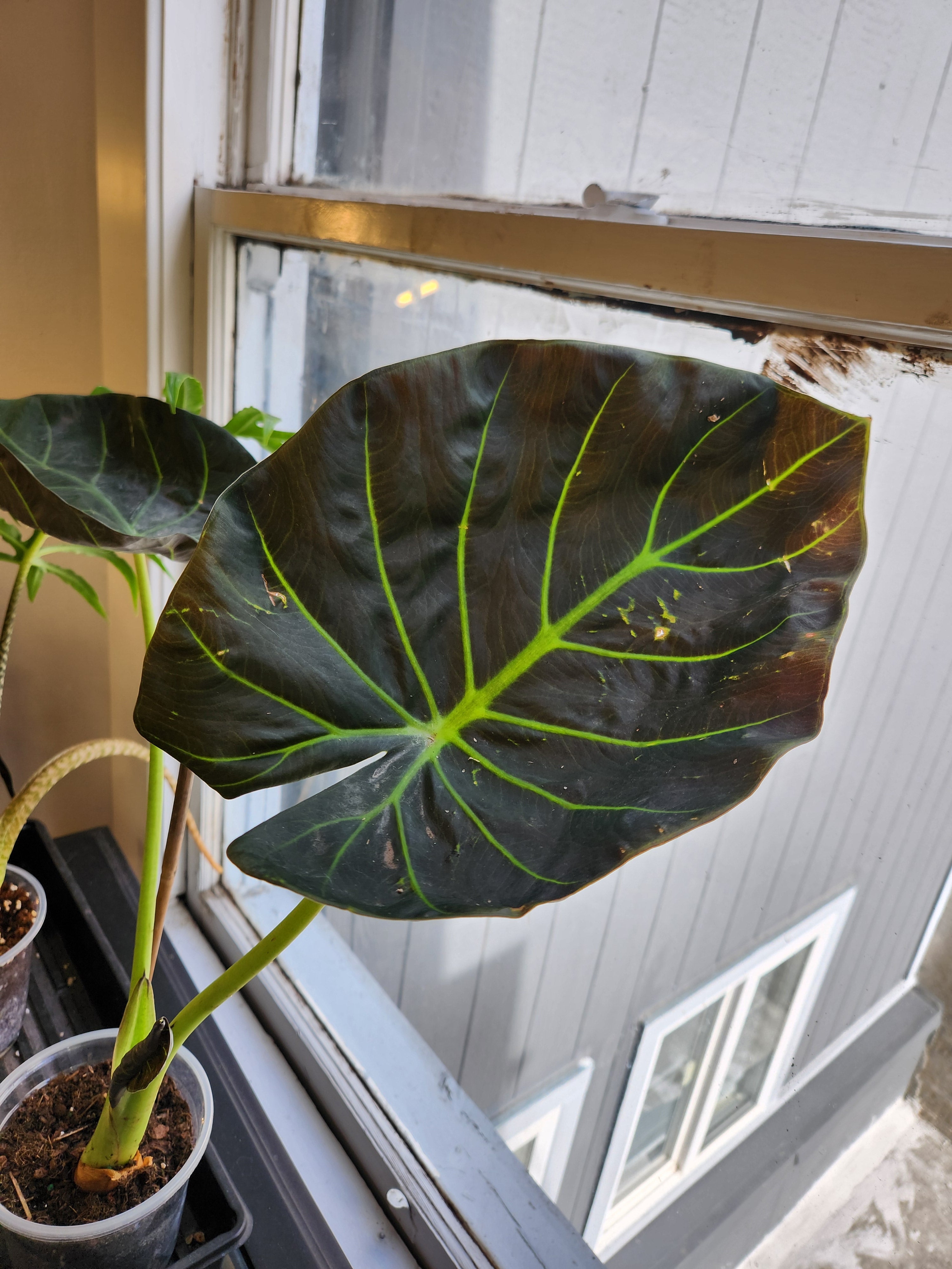 Alocasia 'Regal Shield'
