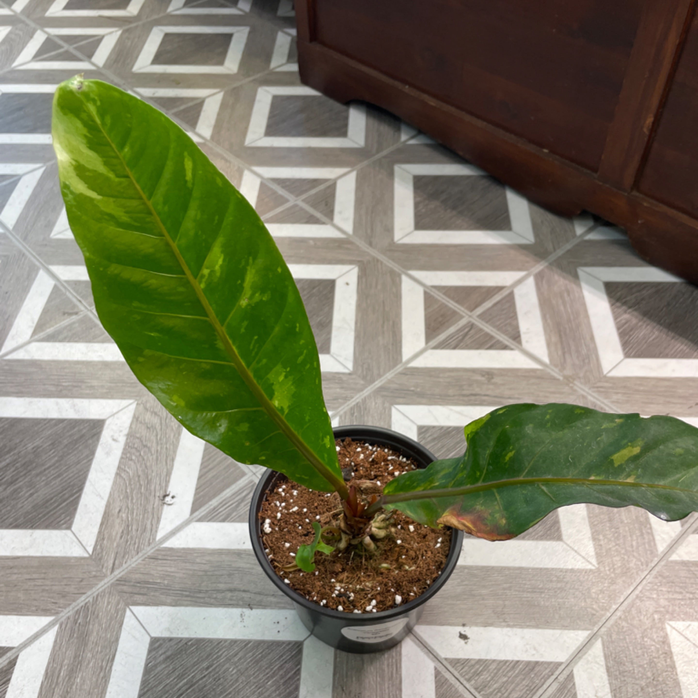 Anthurium Renaissance Variegated