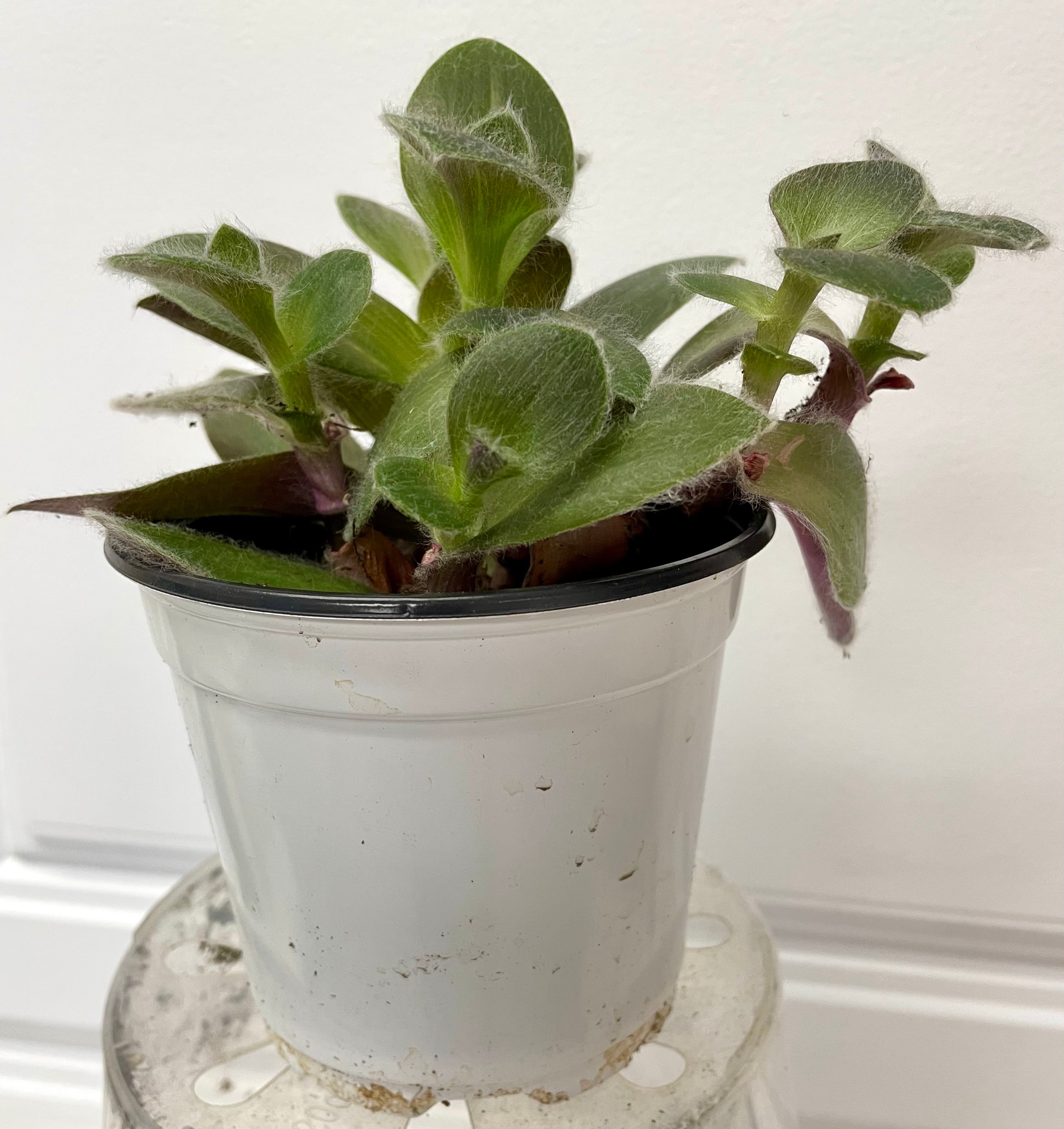 Tradescantia 'Pale Puma'