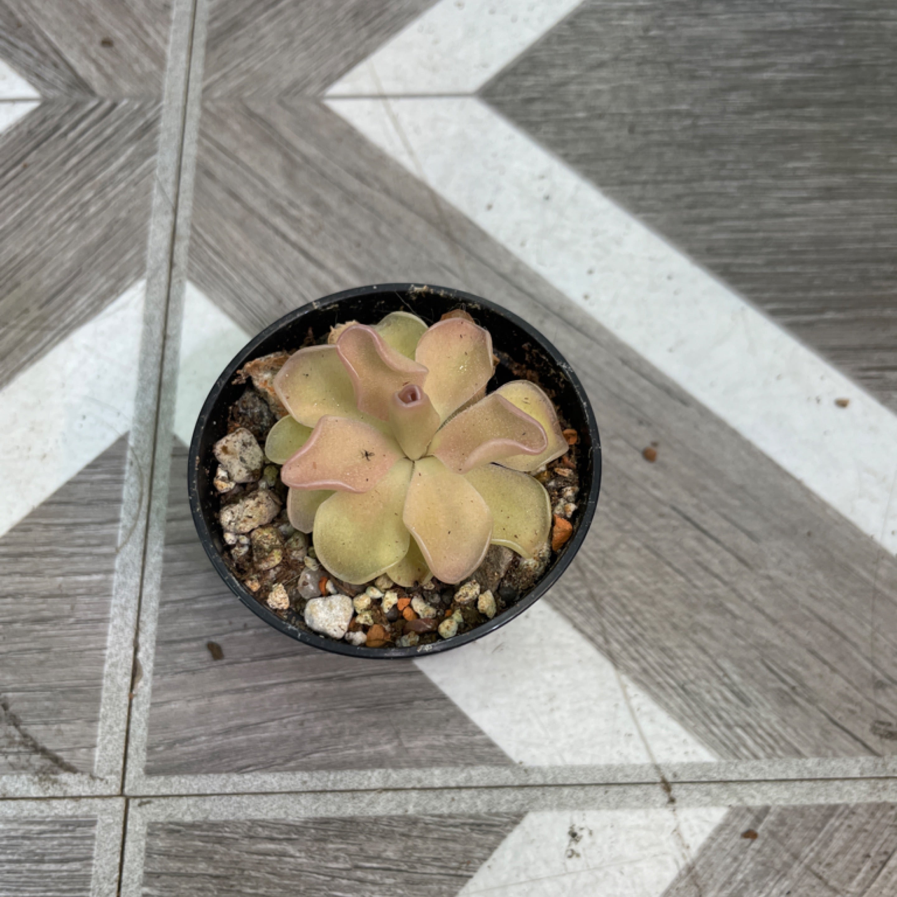 Pinguicula Pirouette