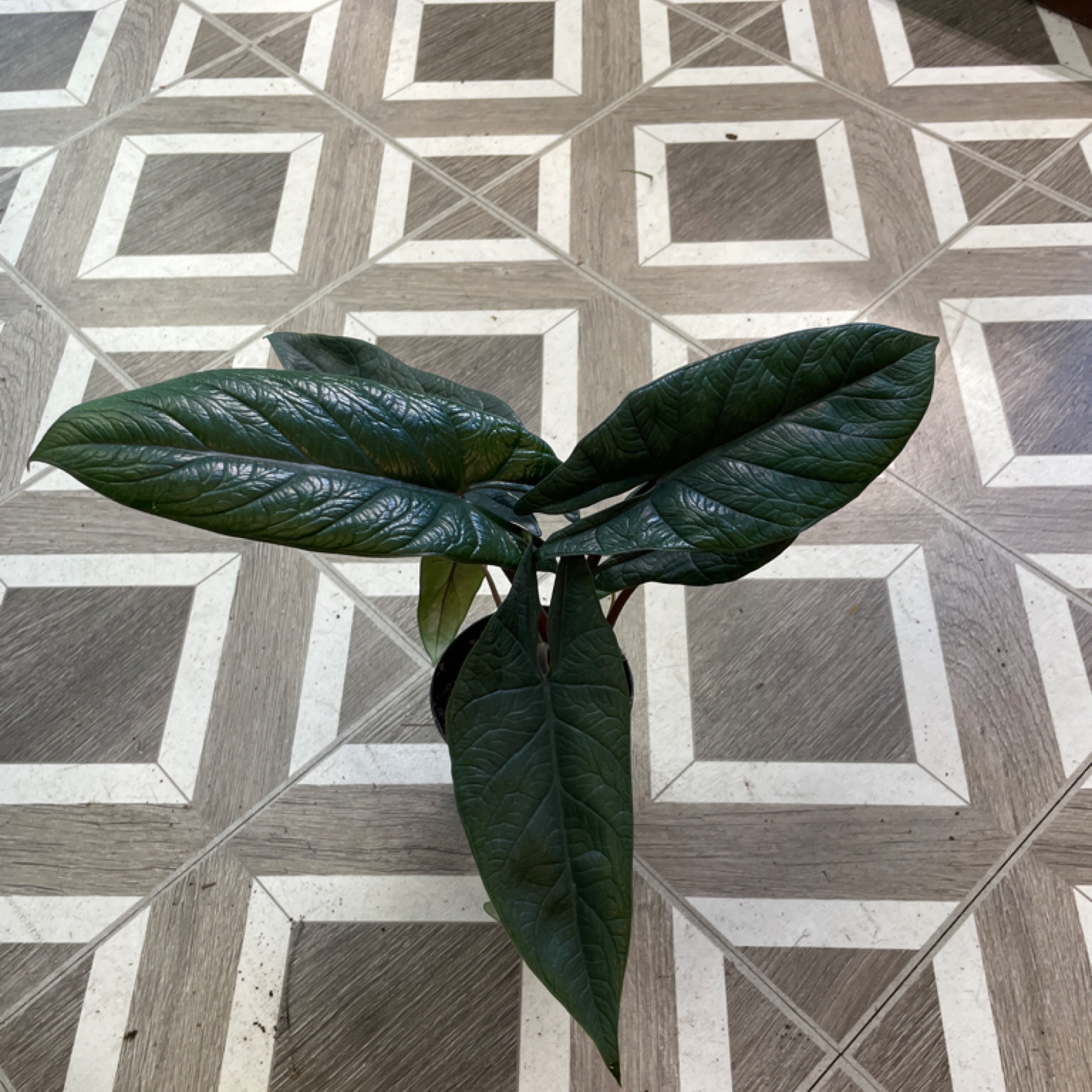 Alocasia scalprum 'Elephant Ear'