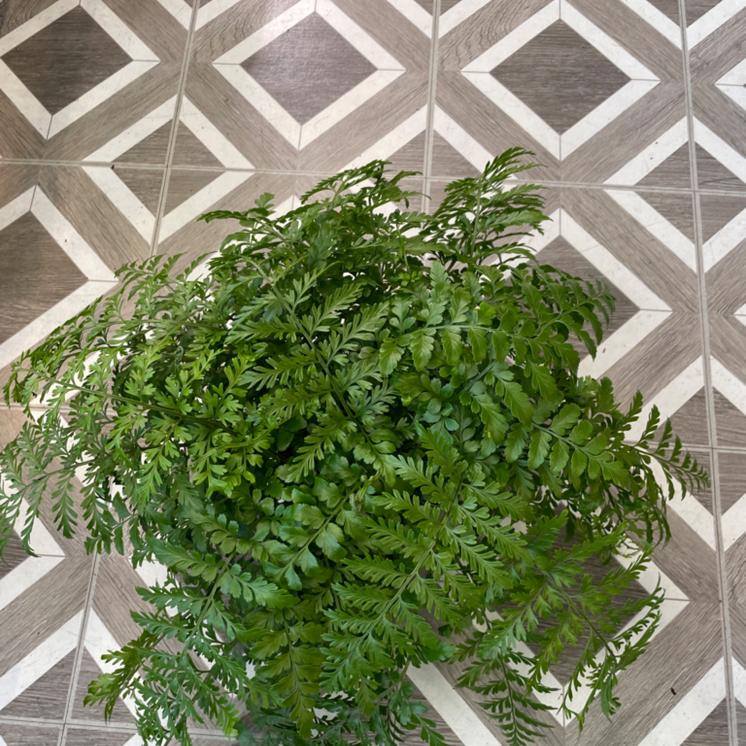 Asplenium dimorphum x difforme 'Austral Gem Fern'