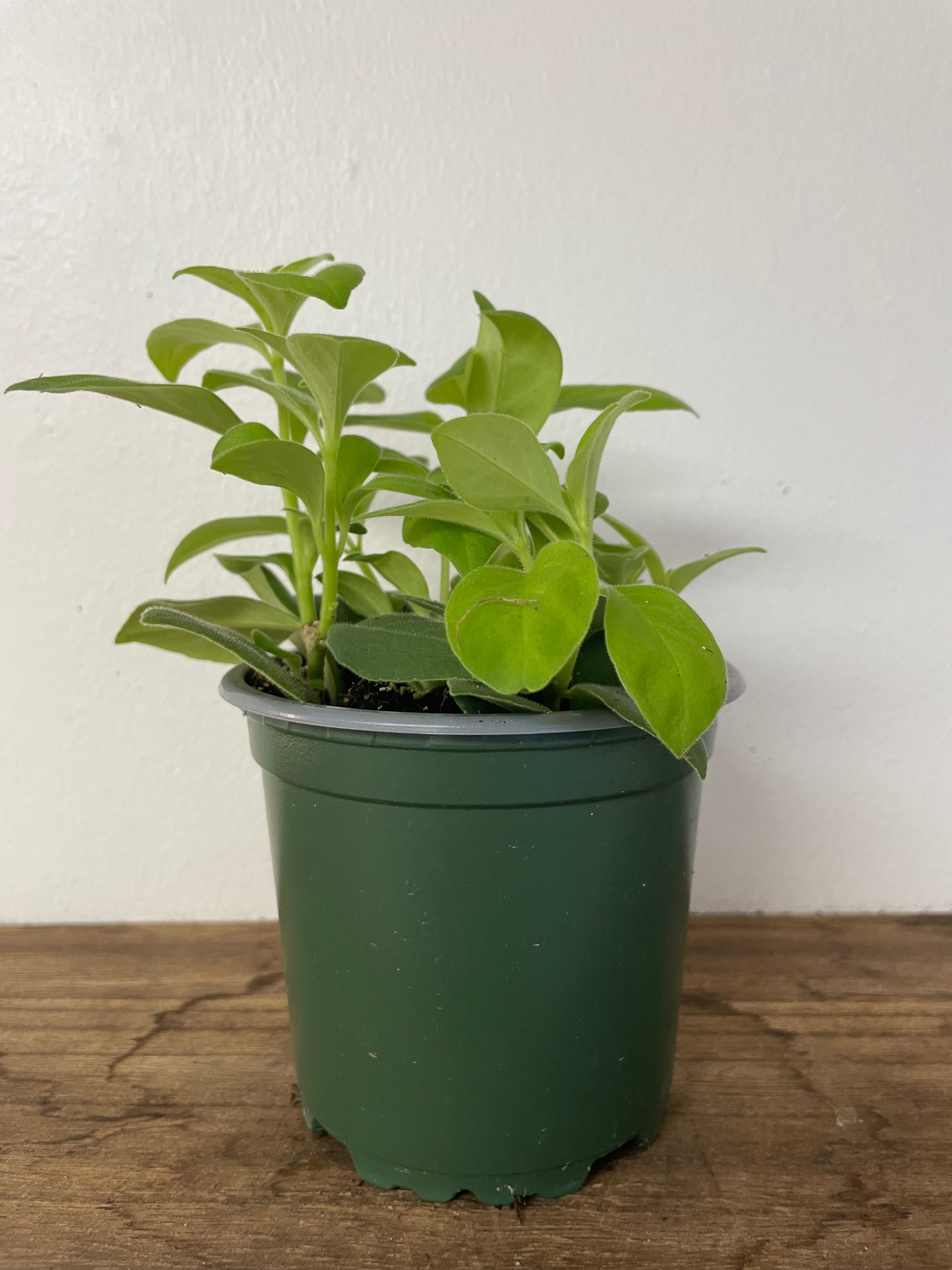 Aeschynanthus radicans 'Antares'