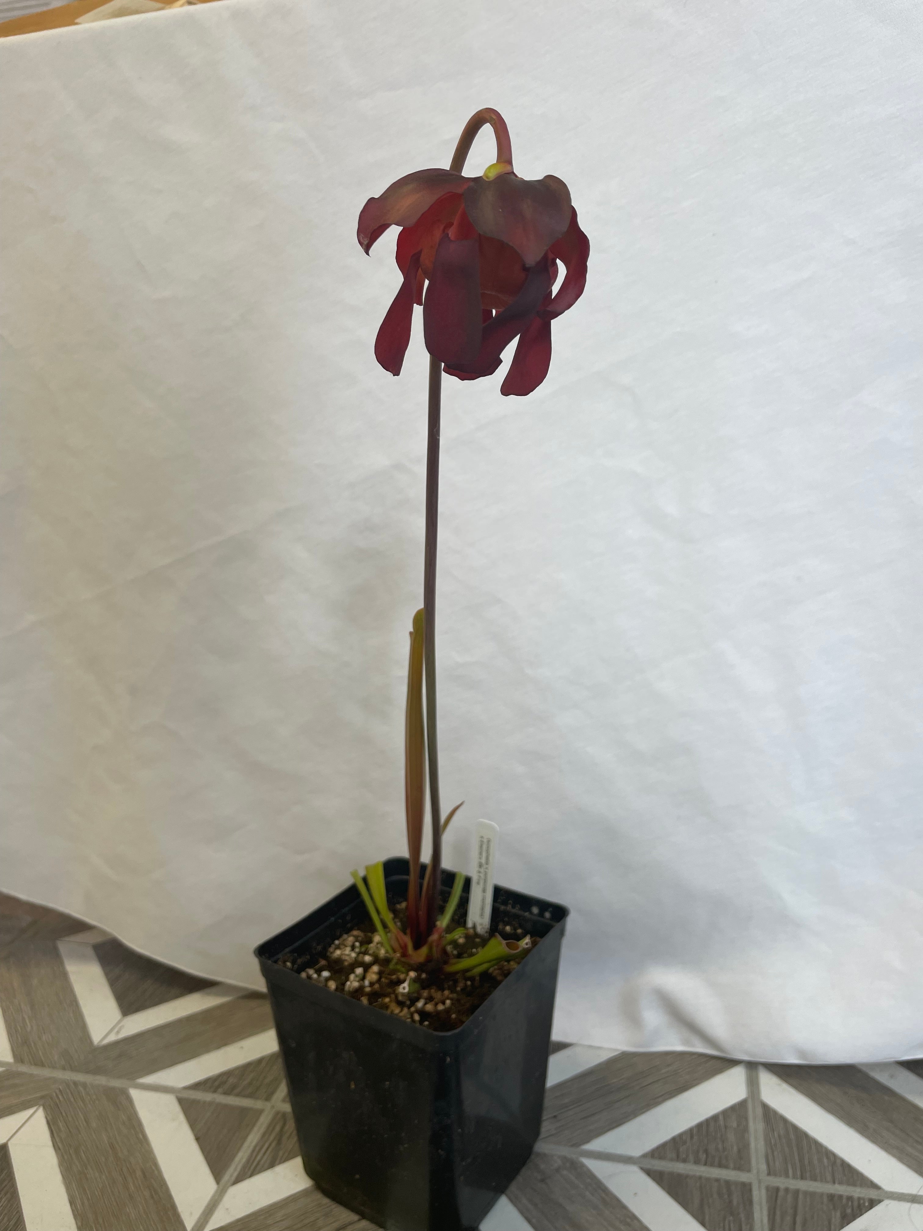 Photo 4 of 4