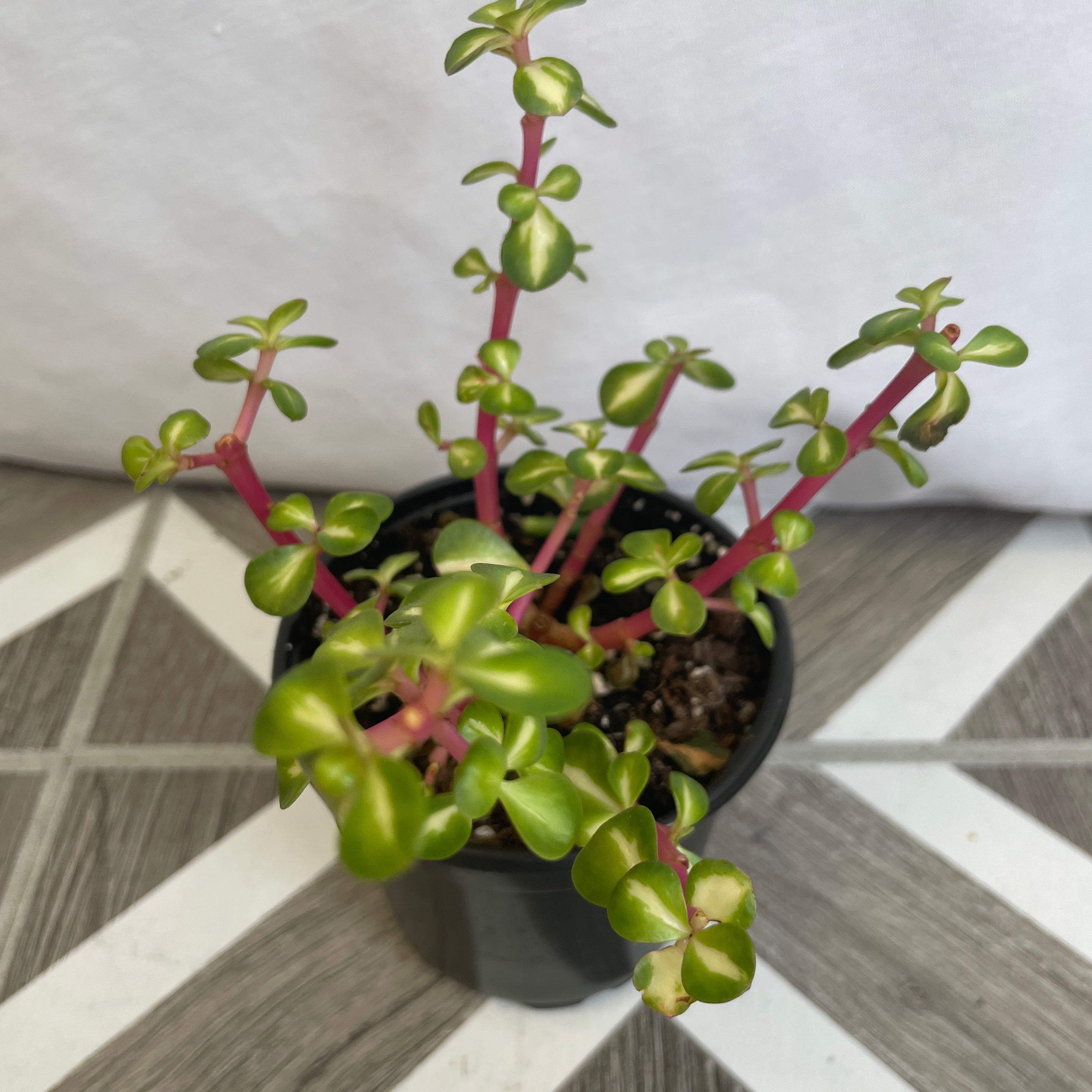 Portulacaria afra 'Medio-picta'