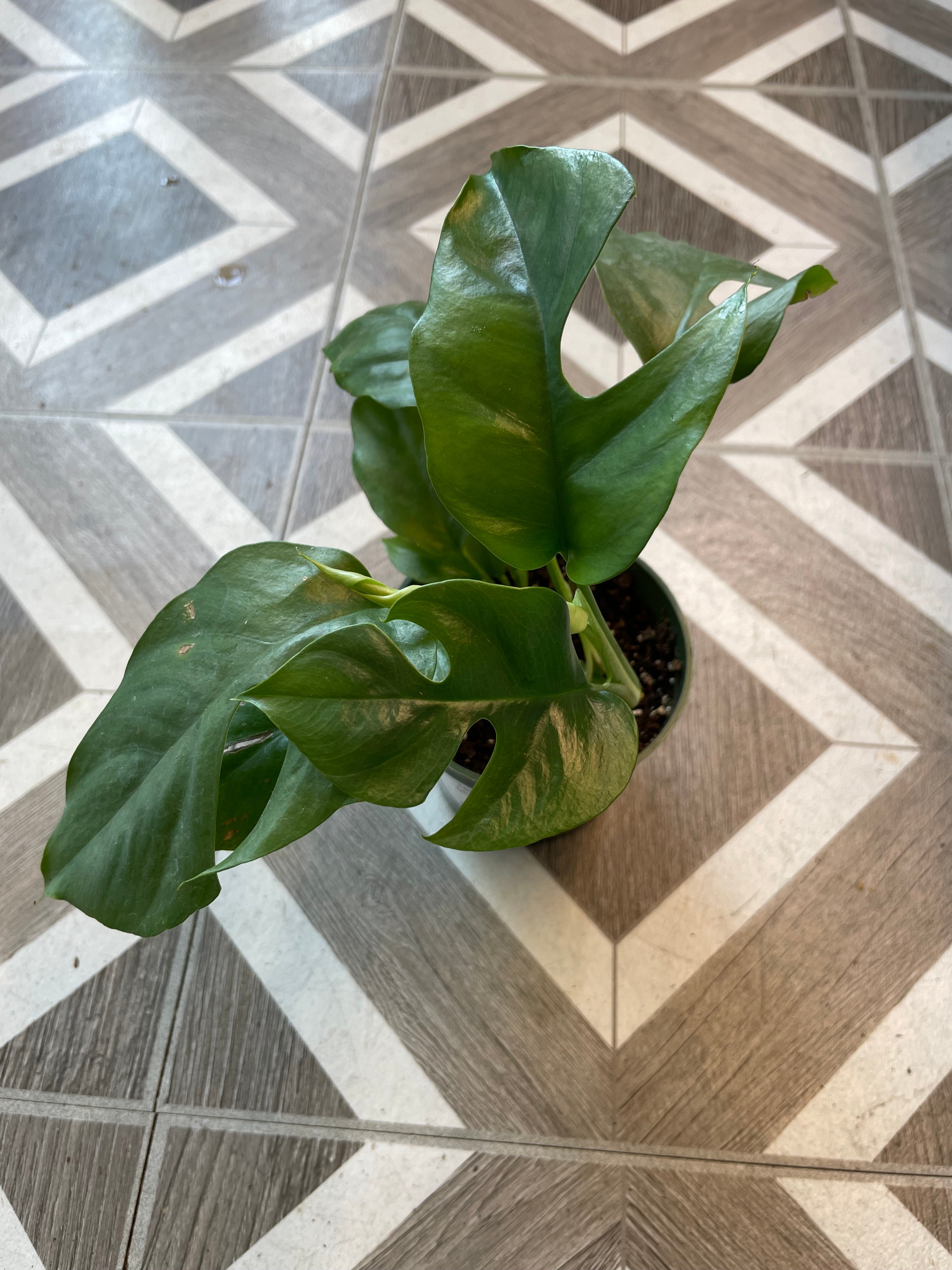 Rhaphidophora tetrasperma ‘Mini Monstera’