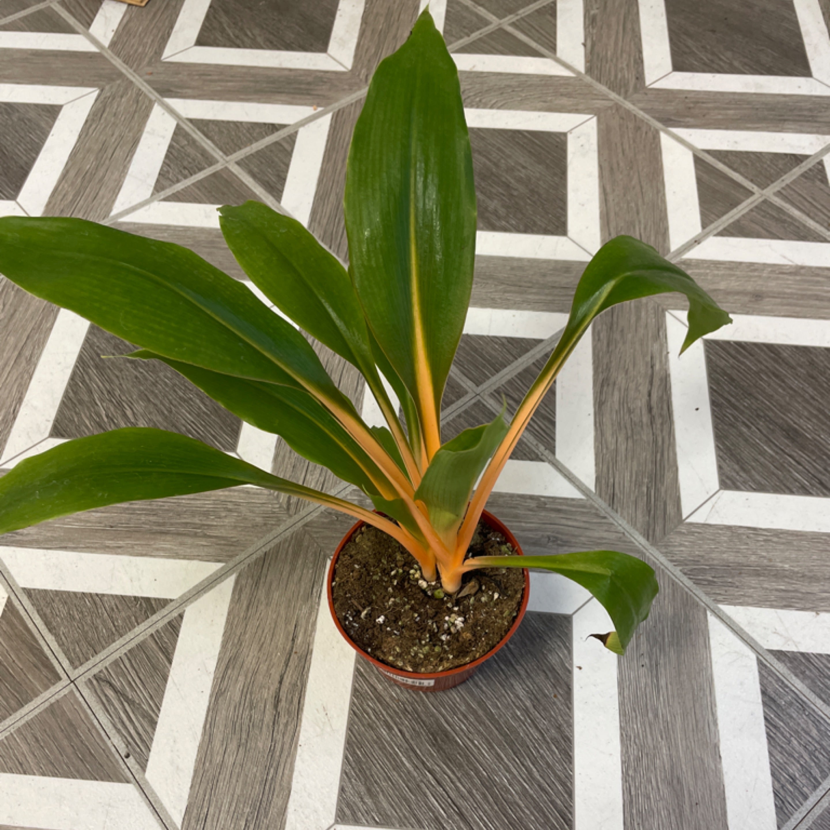 Chlorophytum 'Orange Mandarin'