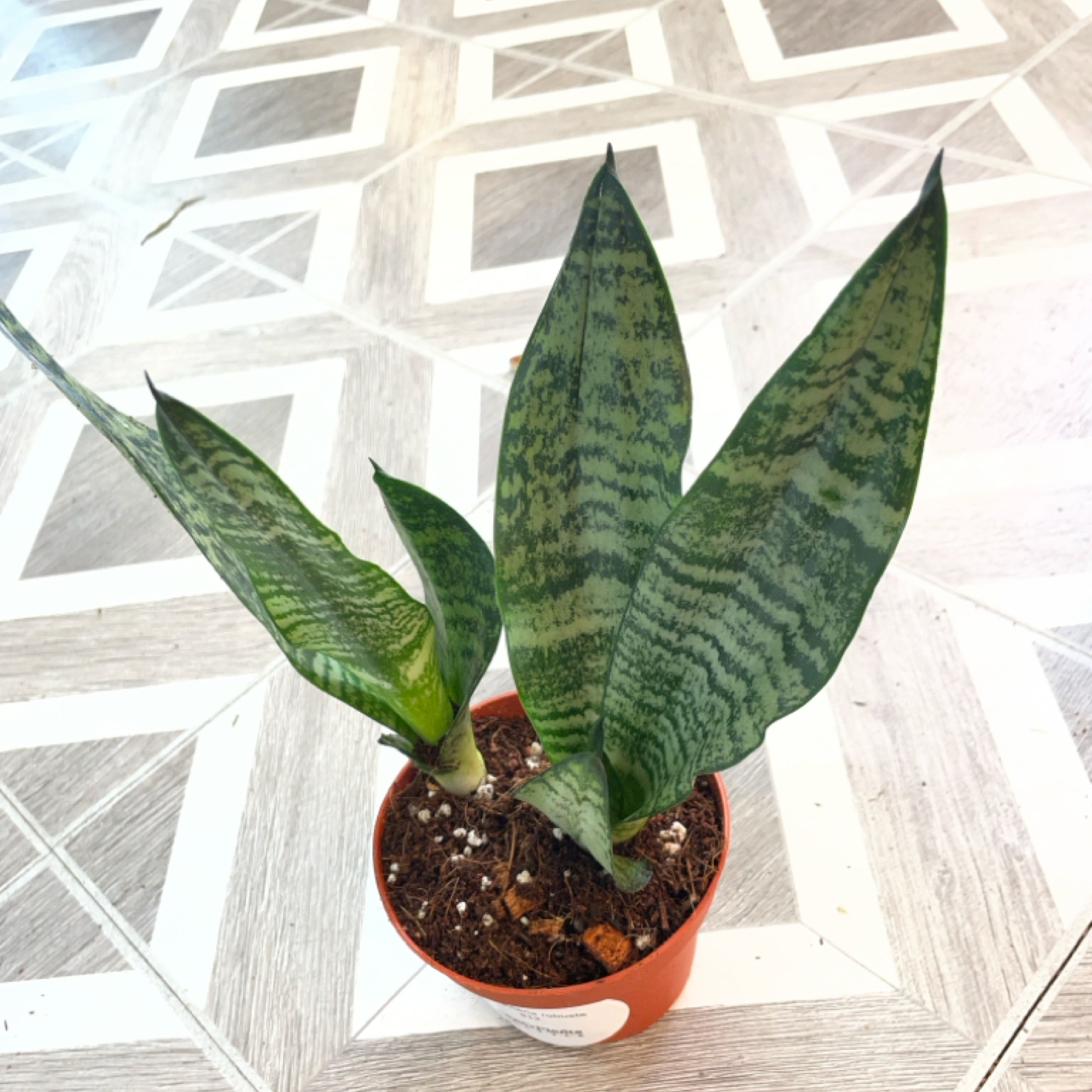 Sansevieria robusta