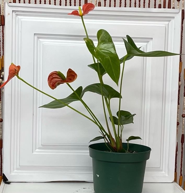 Photo 5 of 5