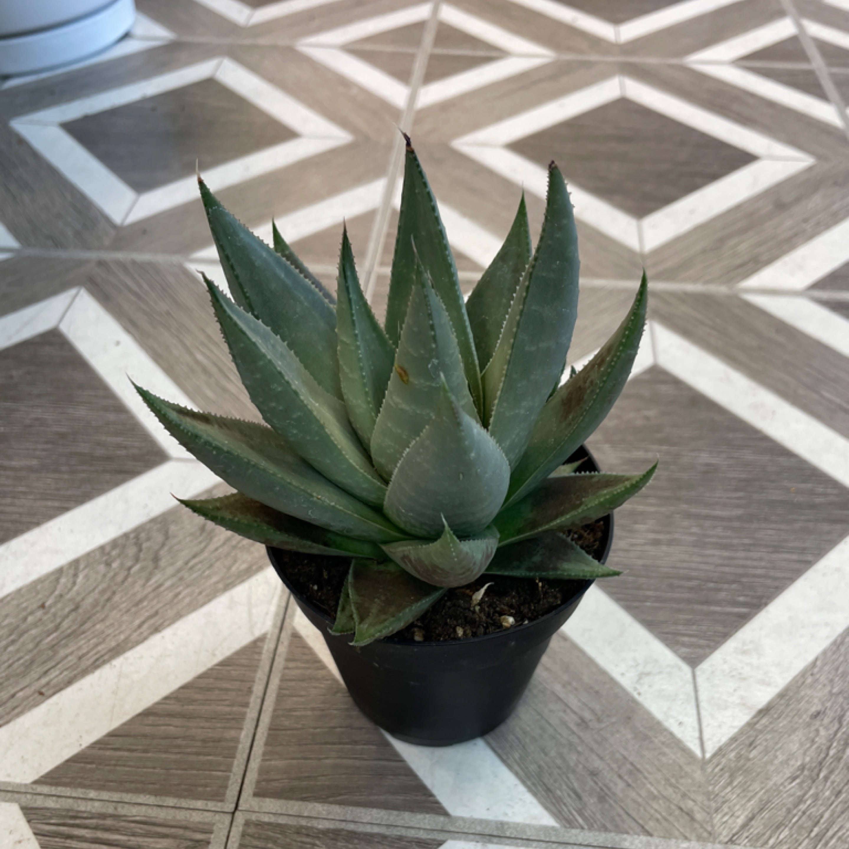 Haworthia savanna
