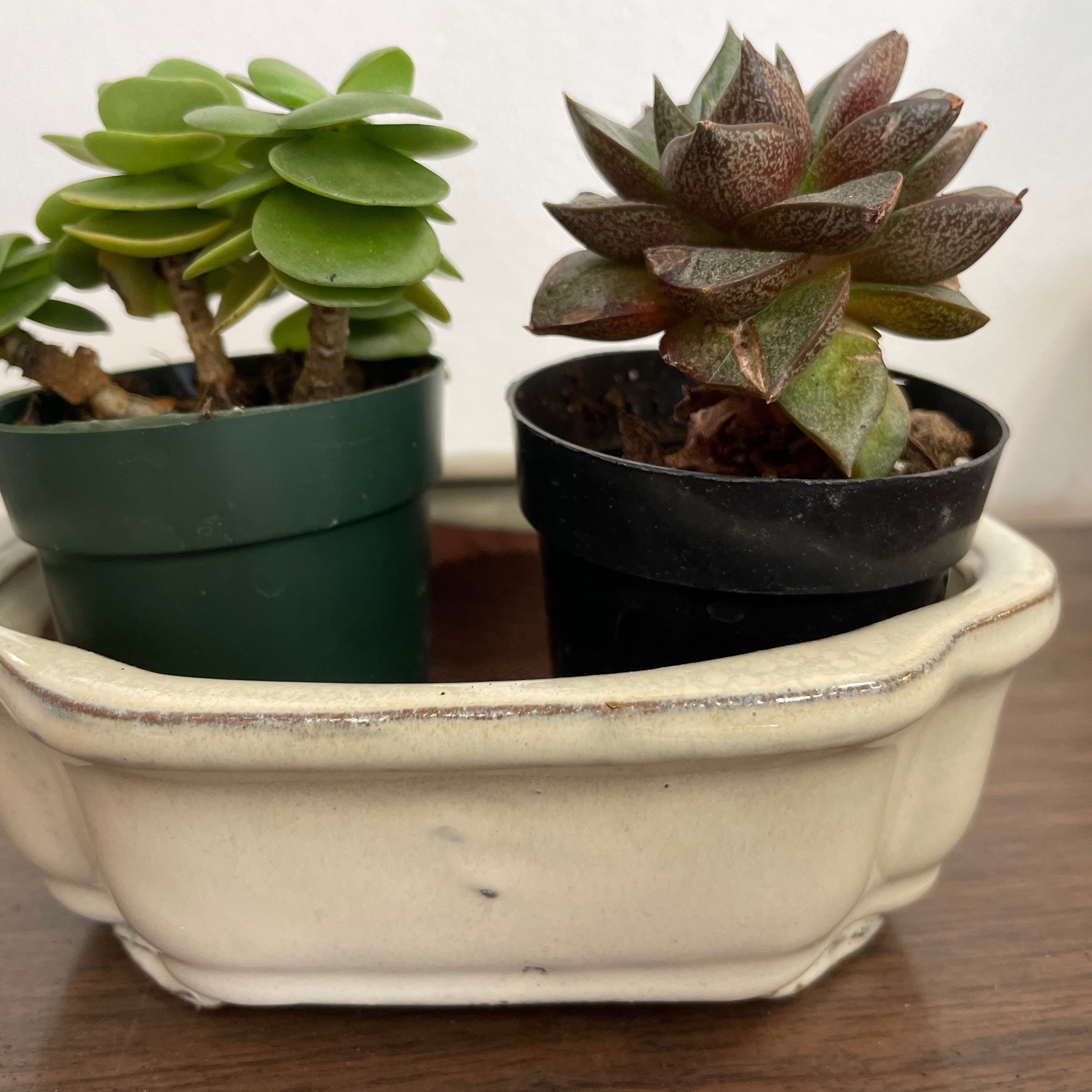 Bonsai Pot