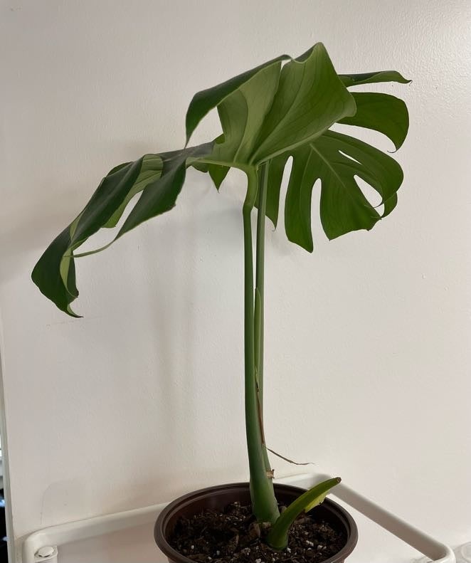 pothos plant care indoor Golden Pothos Plant (Epipremnum aureum) – Jungle Relics main image 0