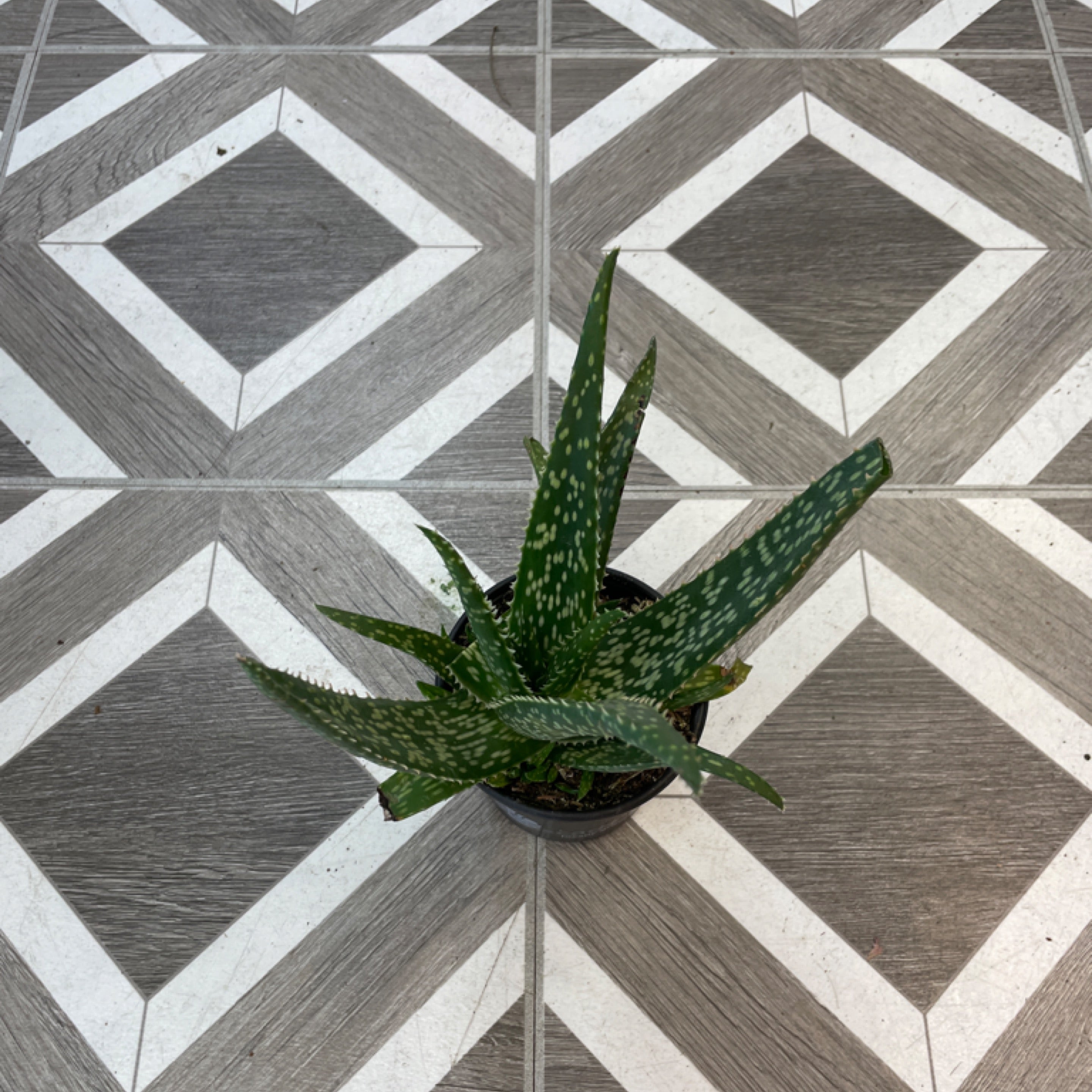 Aloe 'Medivera Tropical'