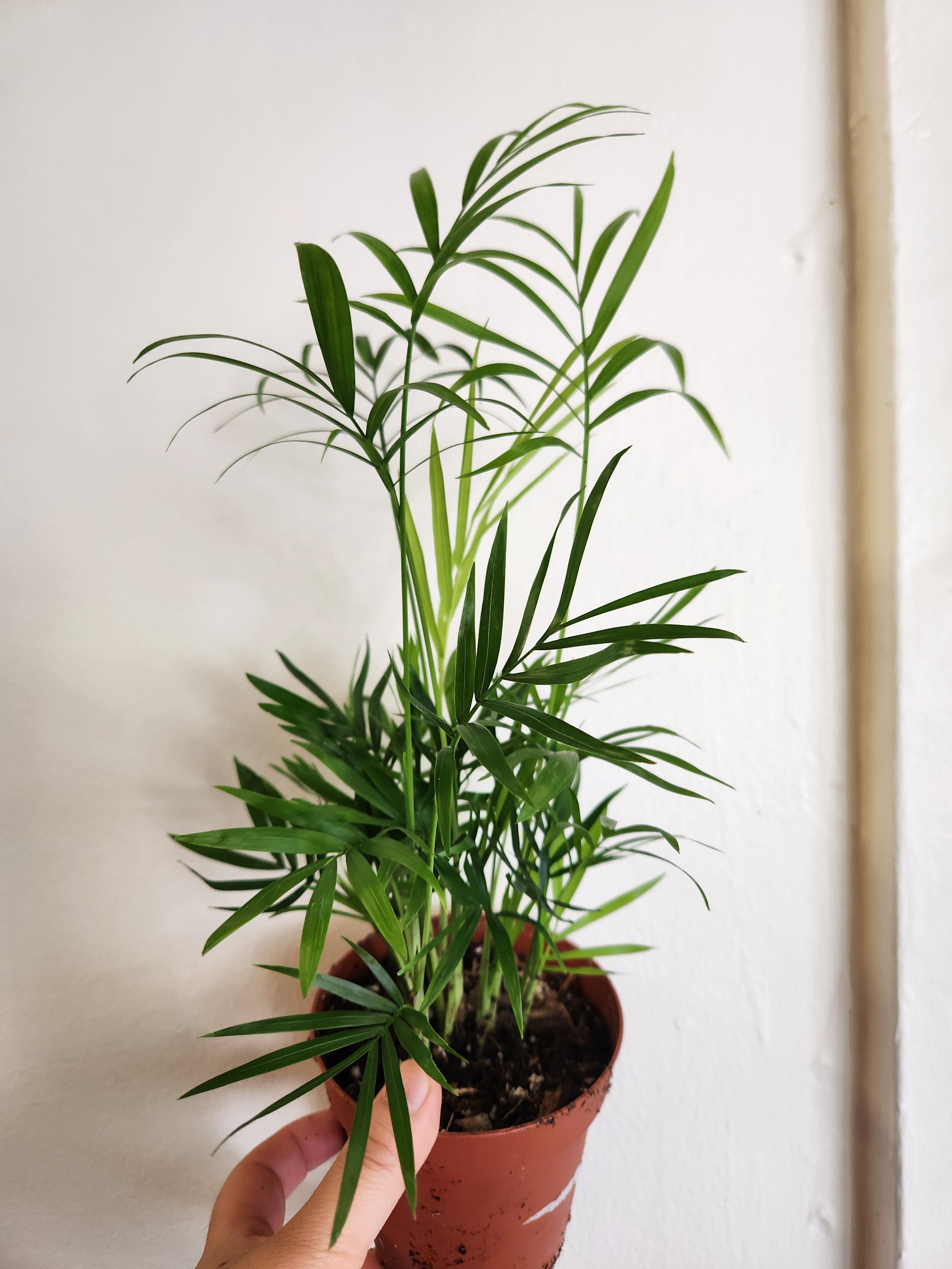 Chamaedorea elegans 'Bella Palm'