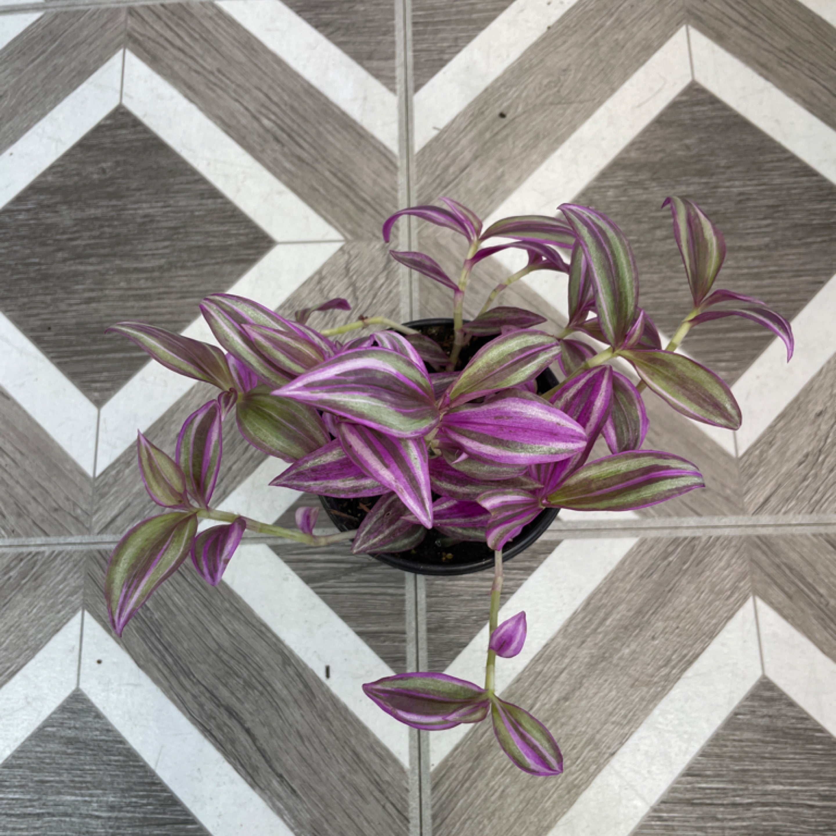 Tradescantia zebrina 'Pink Paradise'