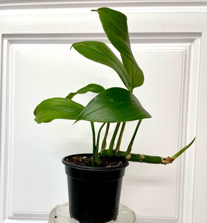 Rhaphidophora decursiva 'Dragon's Tail'