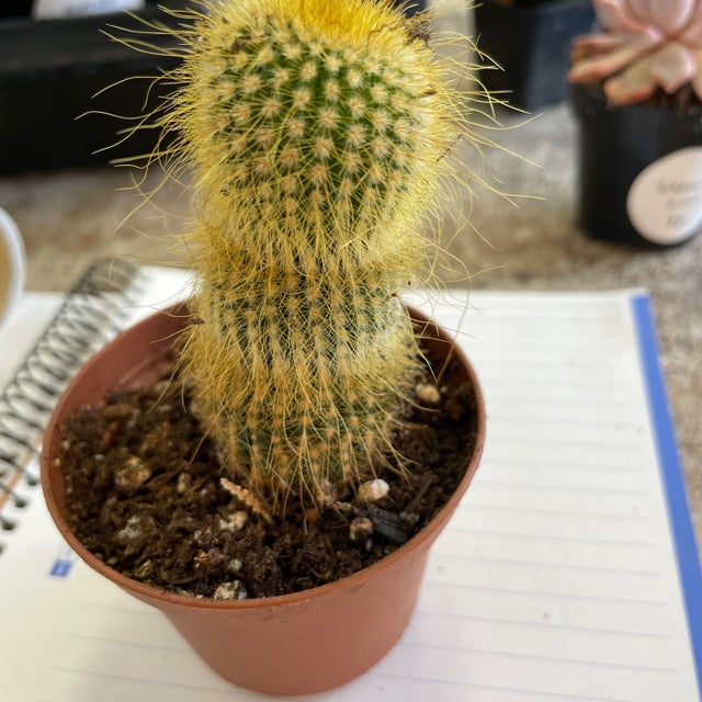 Succulents and Cacti | Fancy Plants Seattle