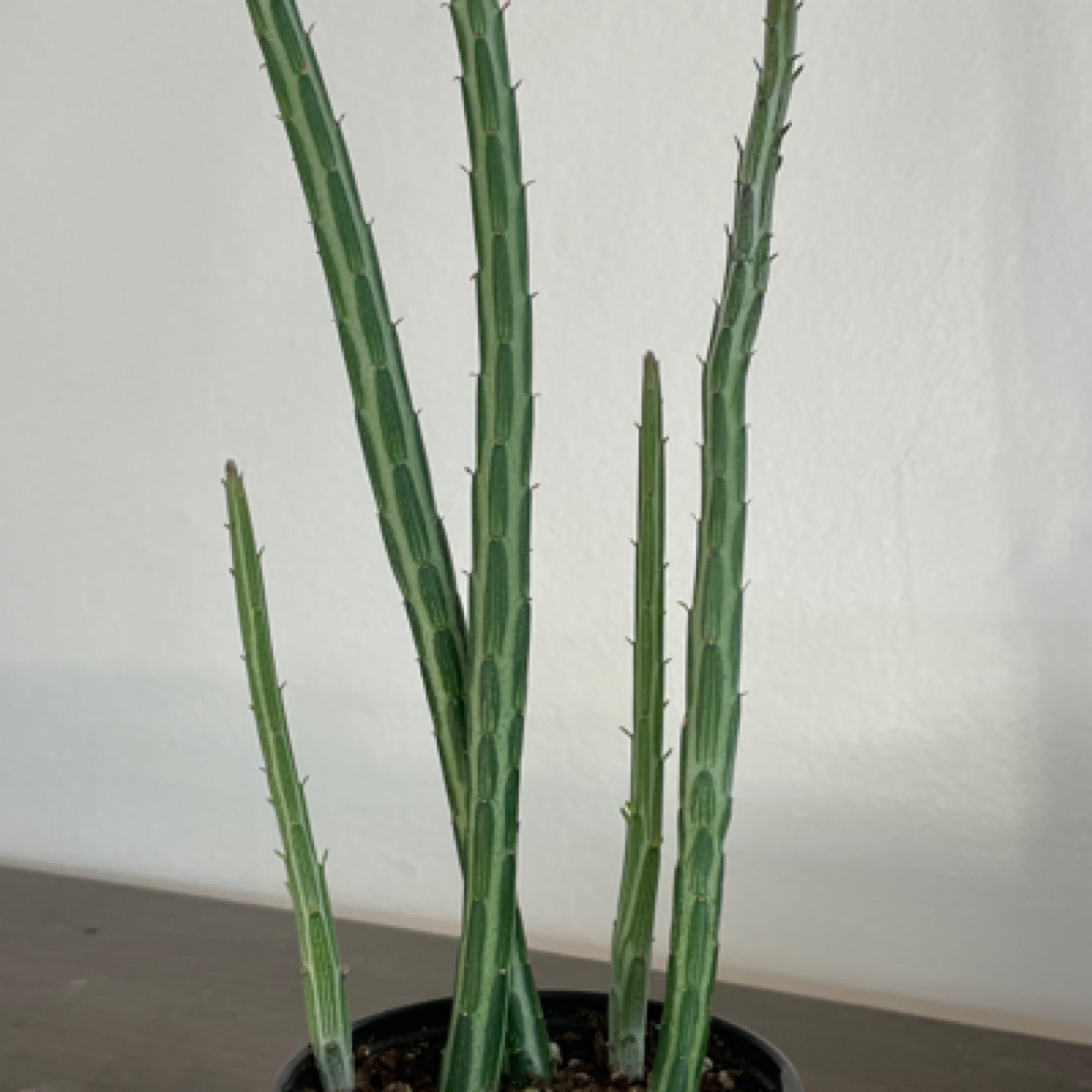 Senecio stapeliiformis ‘Pickle Plant’