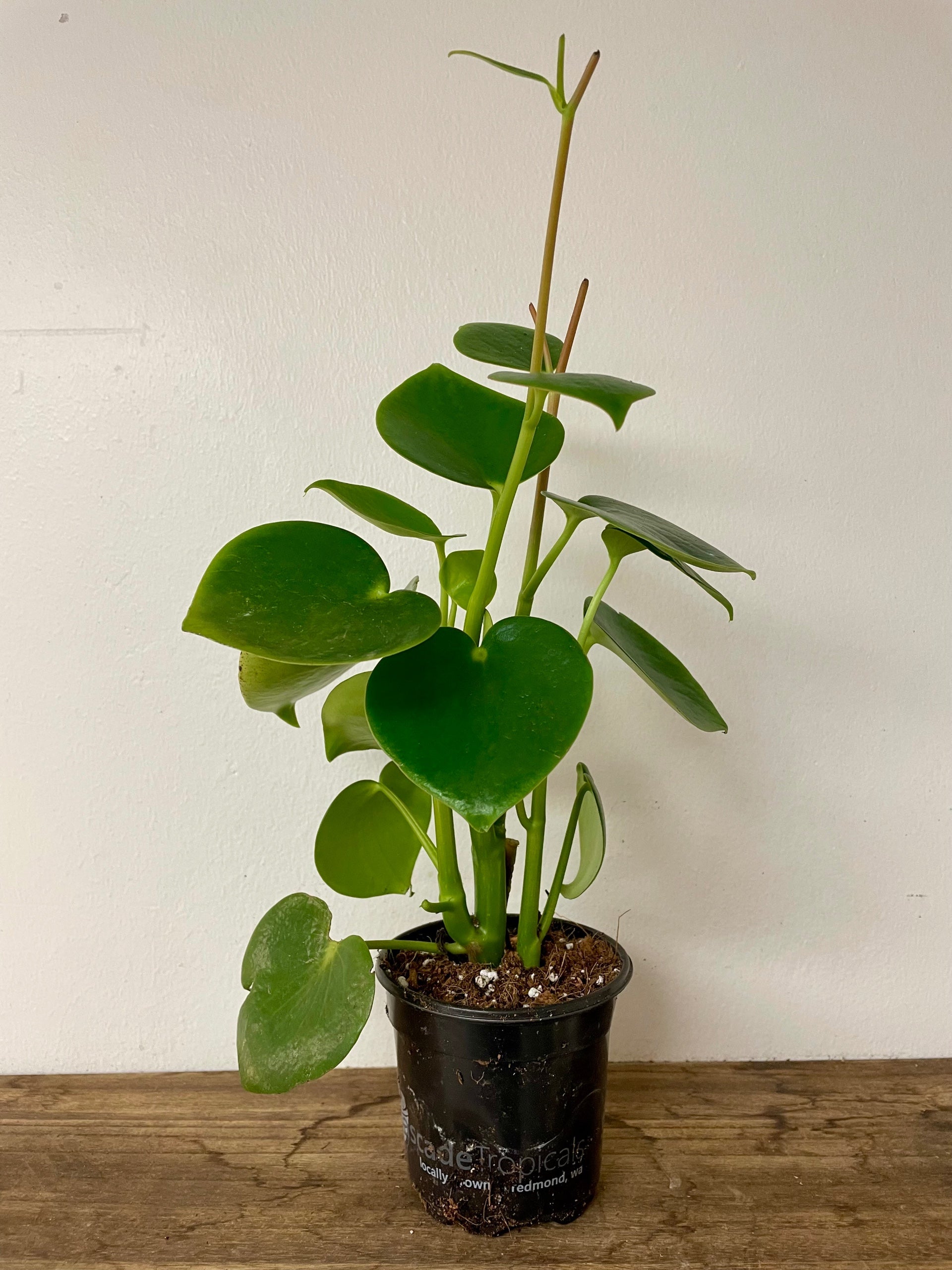 Peperomia polybotrya 'Raindrop'