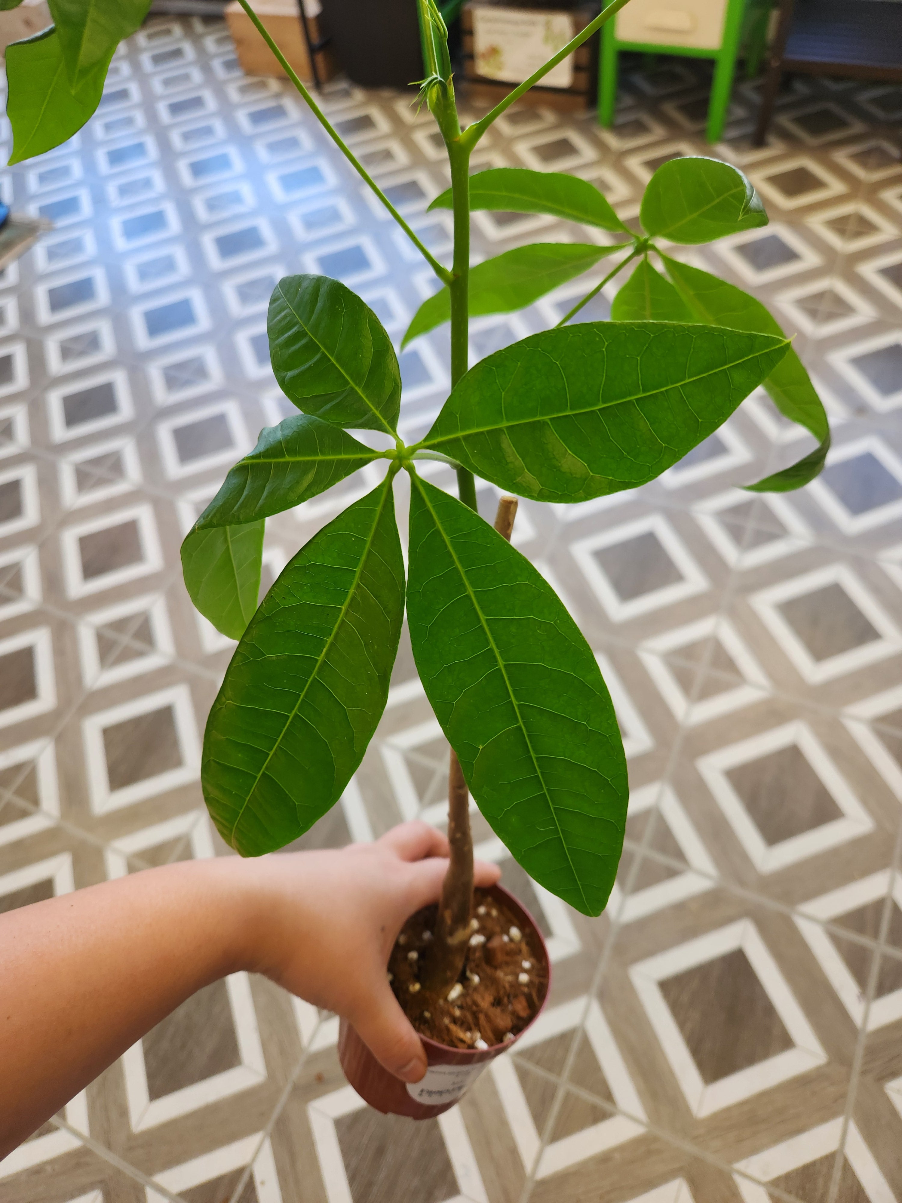 Pachira aquatica 'Money Tree'