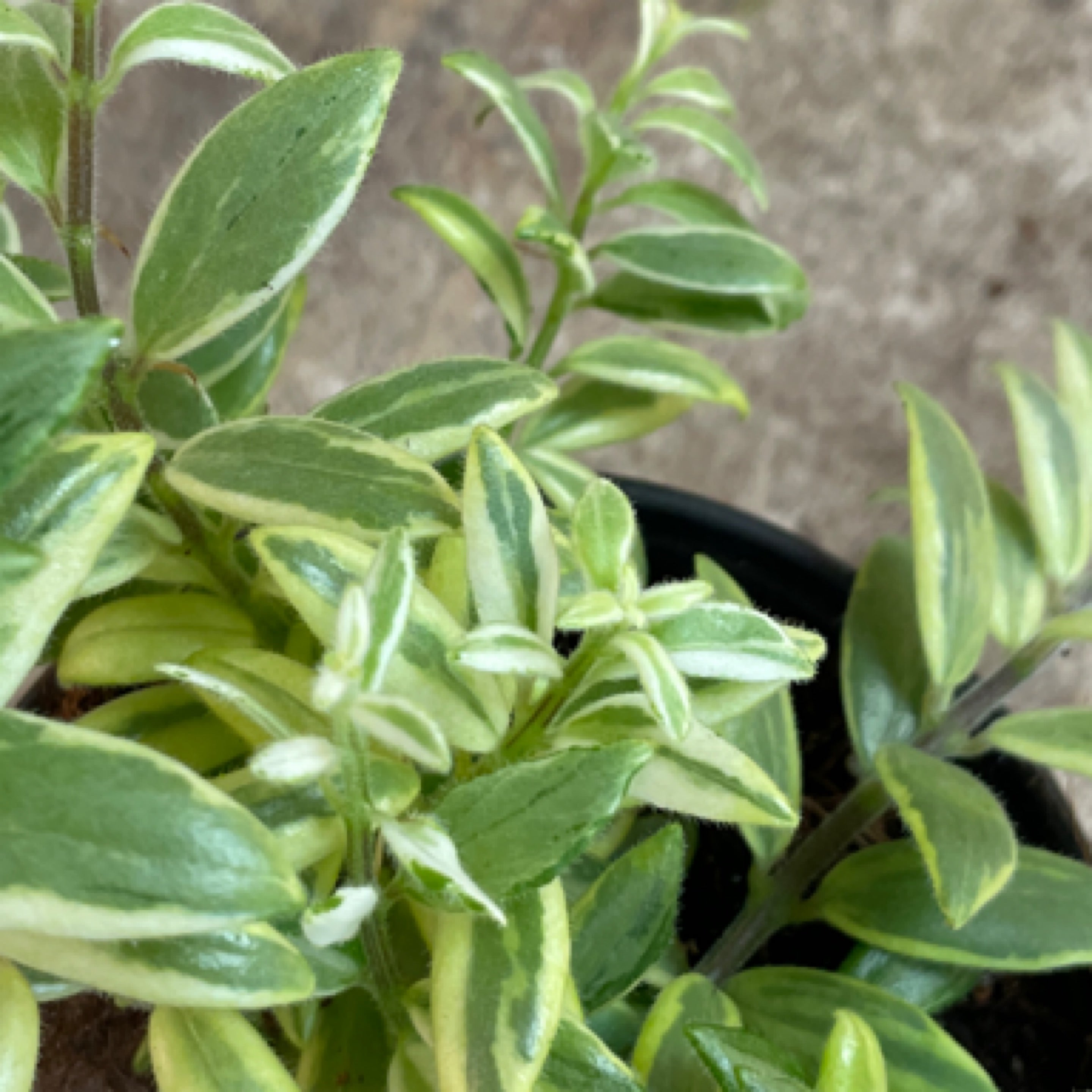 Aeschynanthus 'Bolero Bicolore'