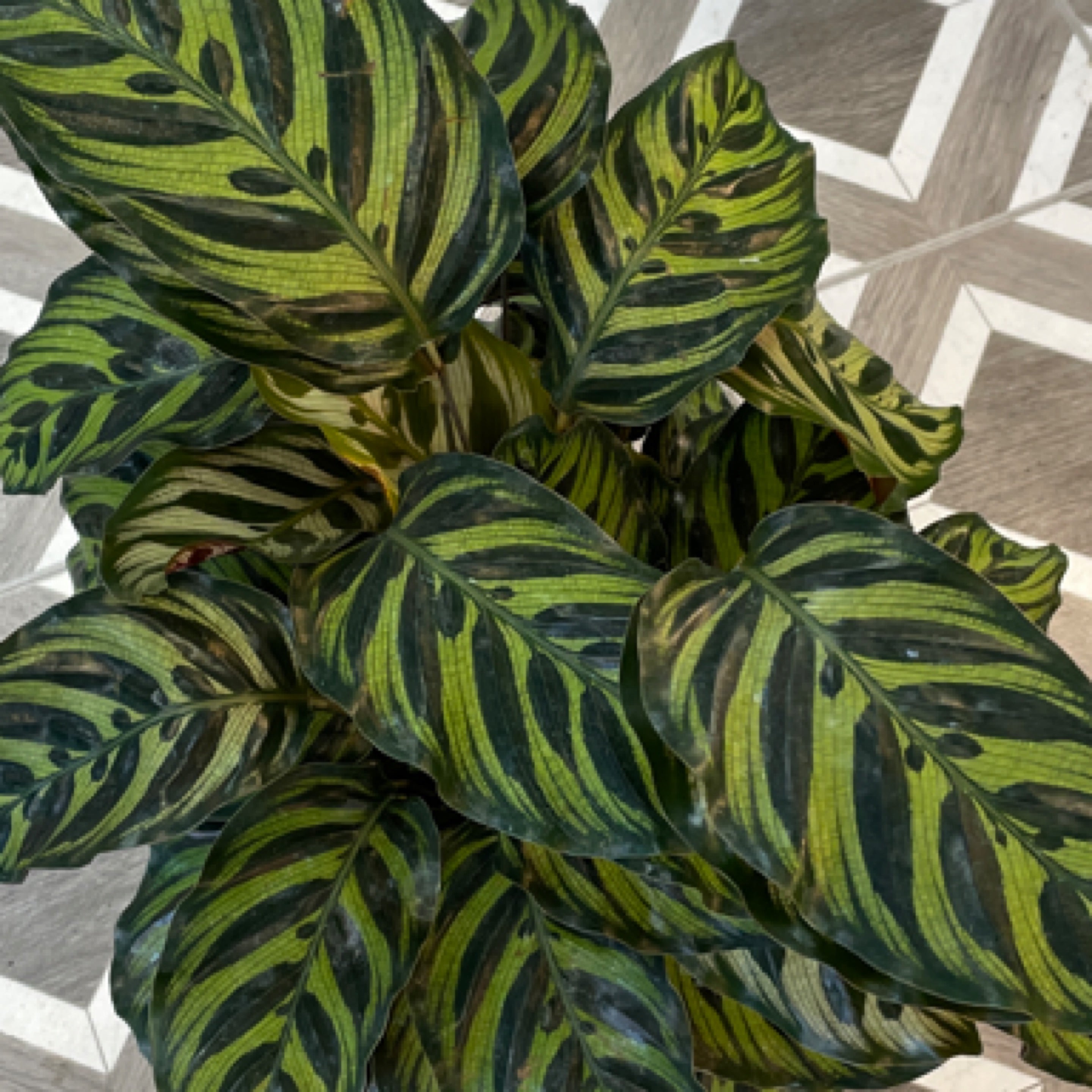 Calathea makoyana 'Peacock Plant'
