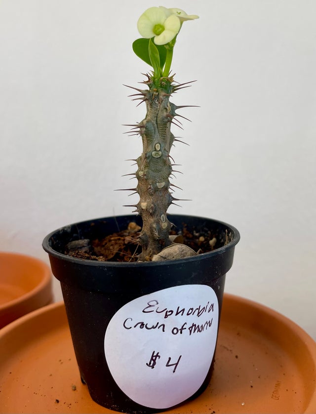 Succulents and Cacti | Fancy Plants Seattle