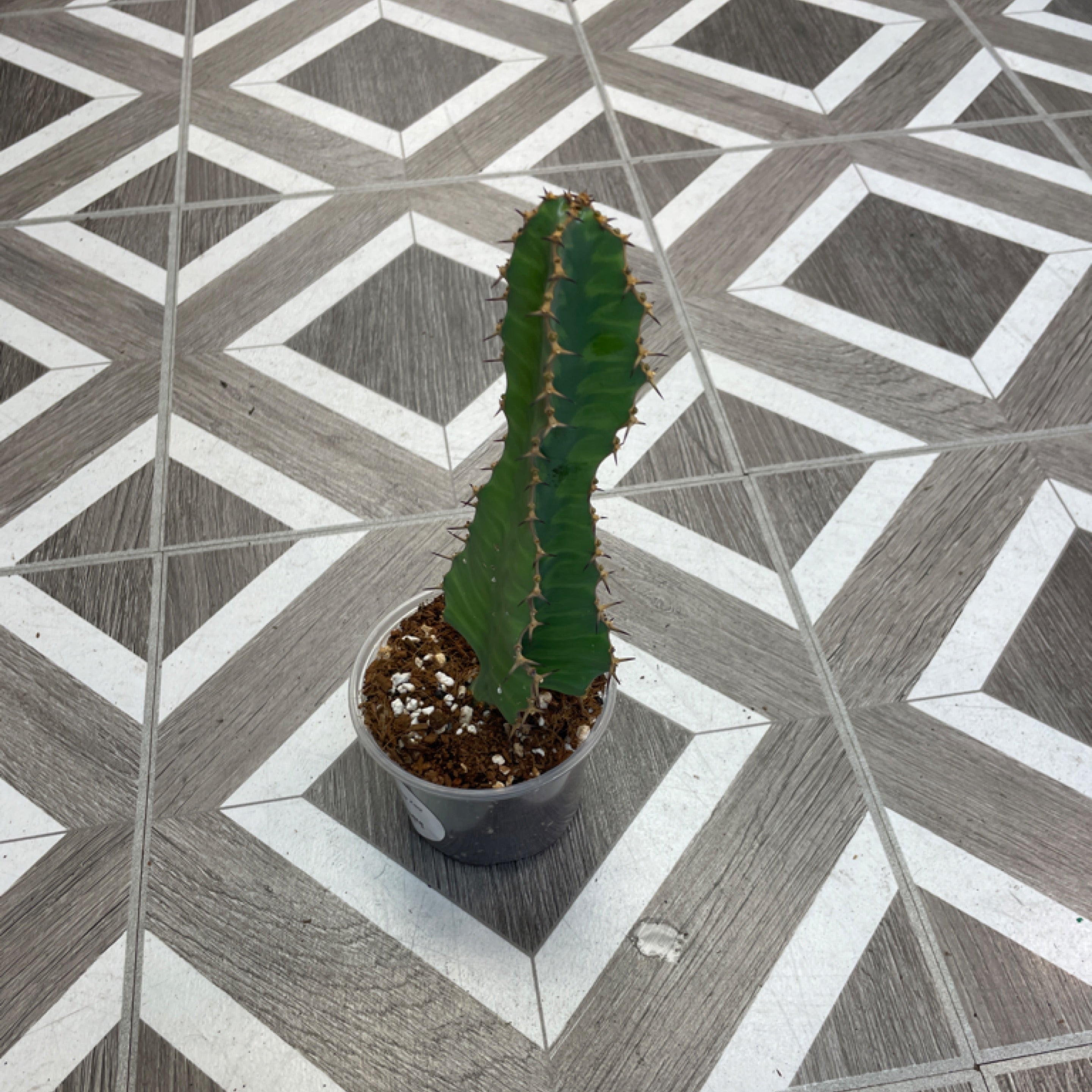 Euphorbia 'Zig Zag'