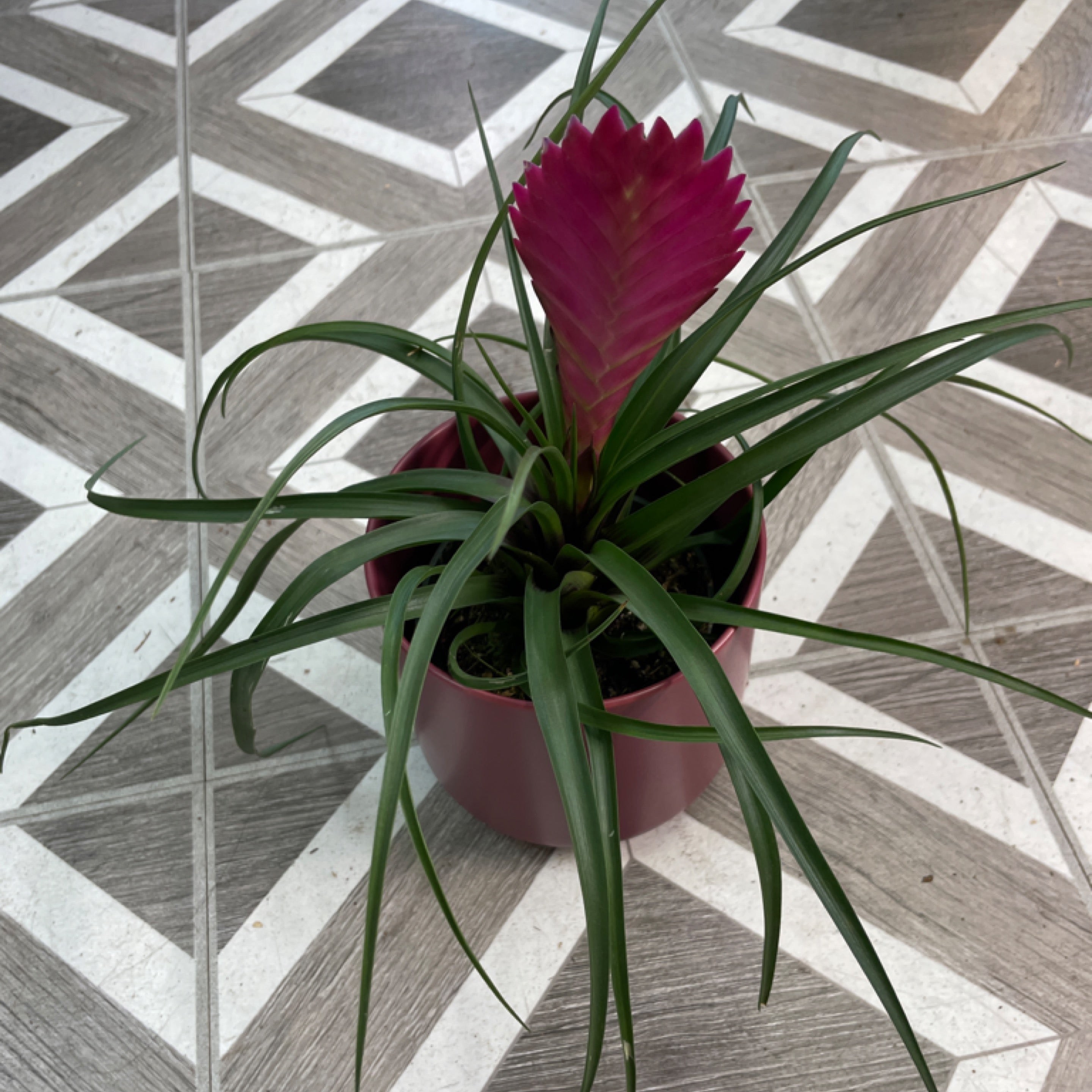 Tillandsia cyanea 'Pink Quill'