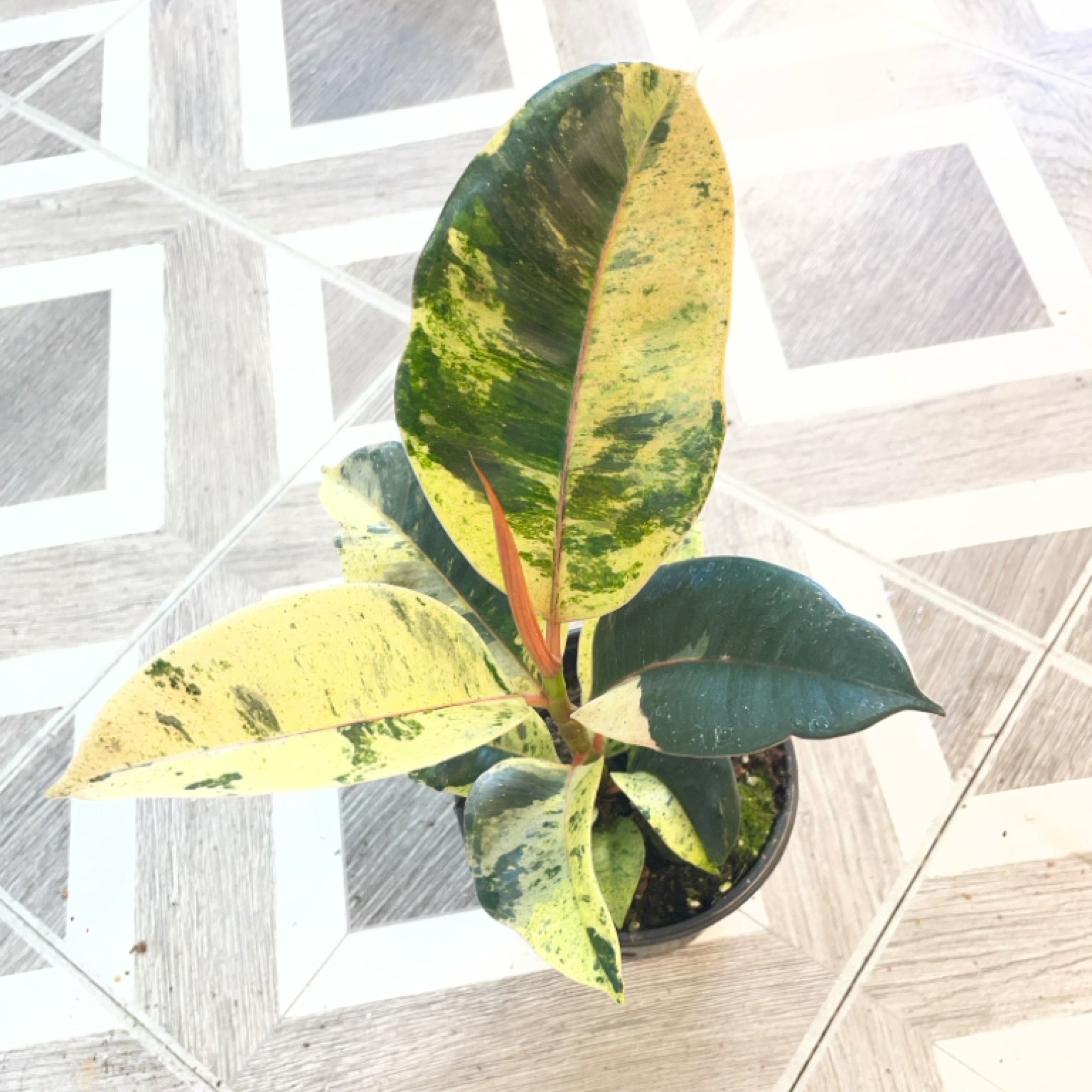 Ficus elastica 'Shivereana'